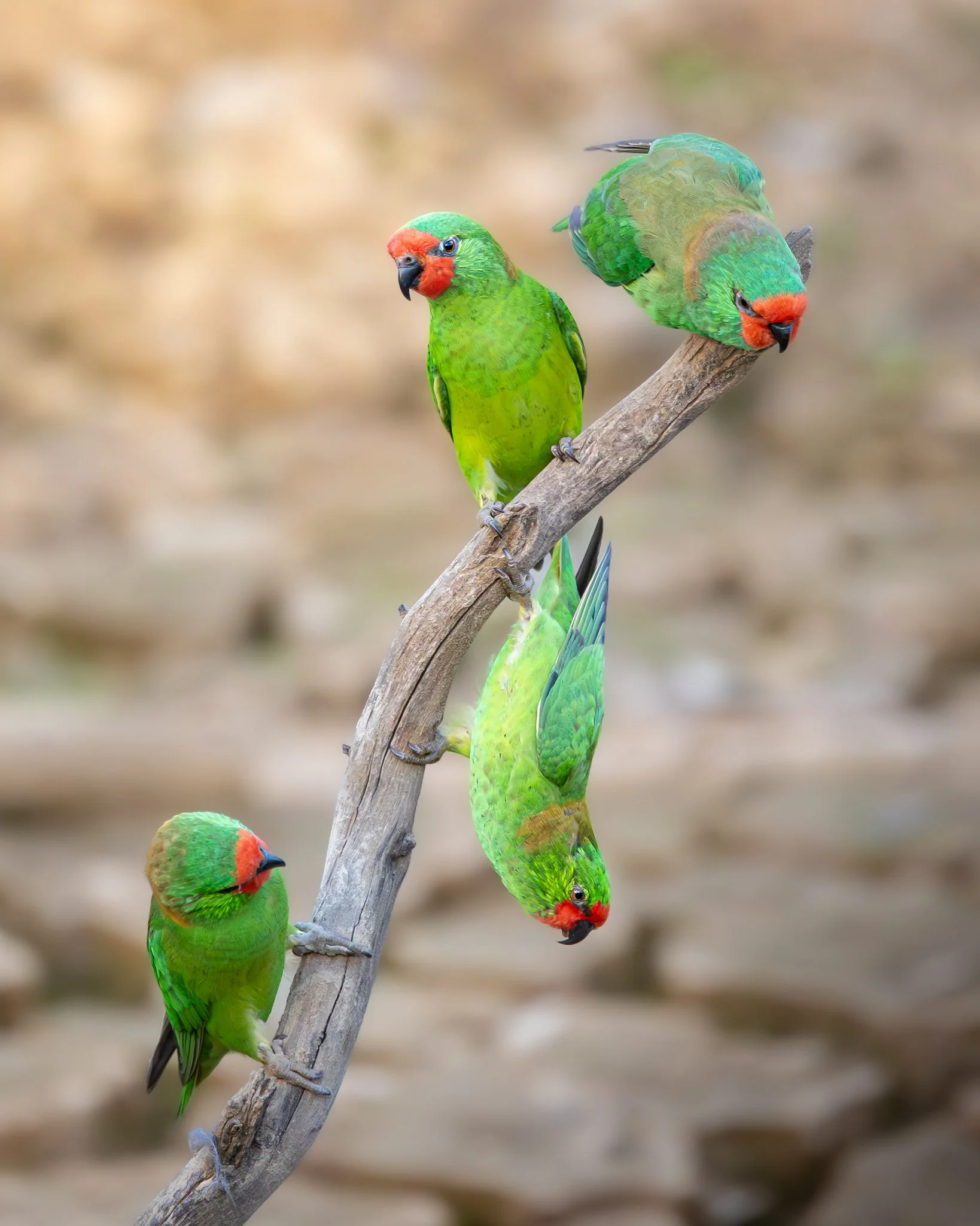 Little Lorikeet 001