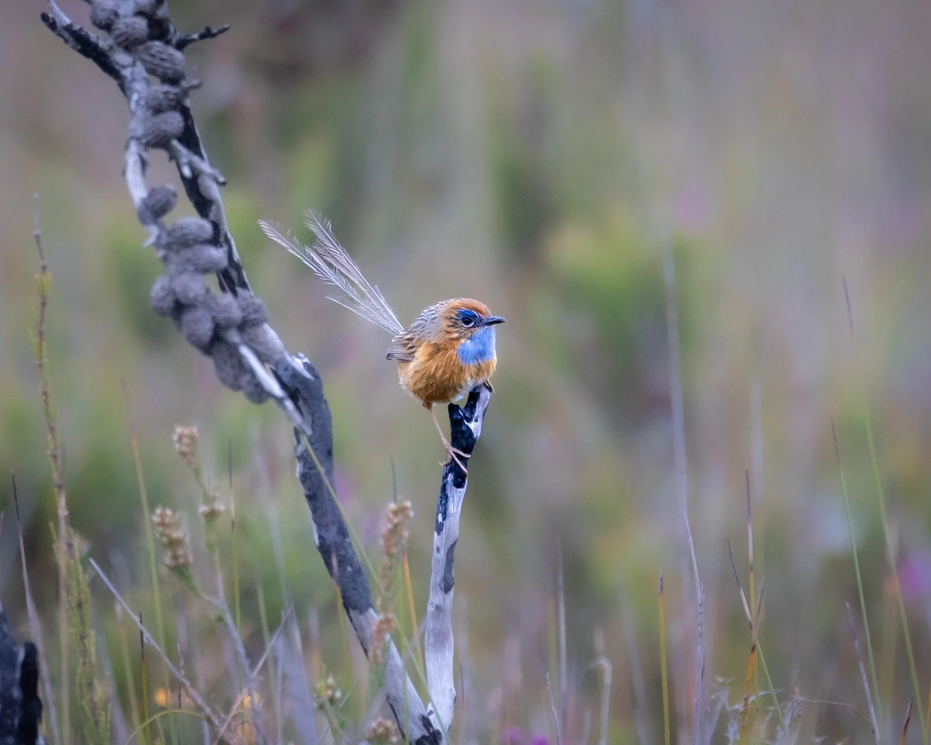 Southern Emu-wren 001