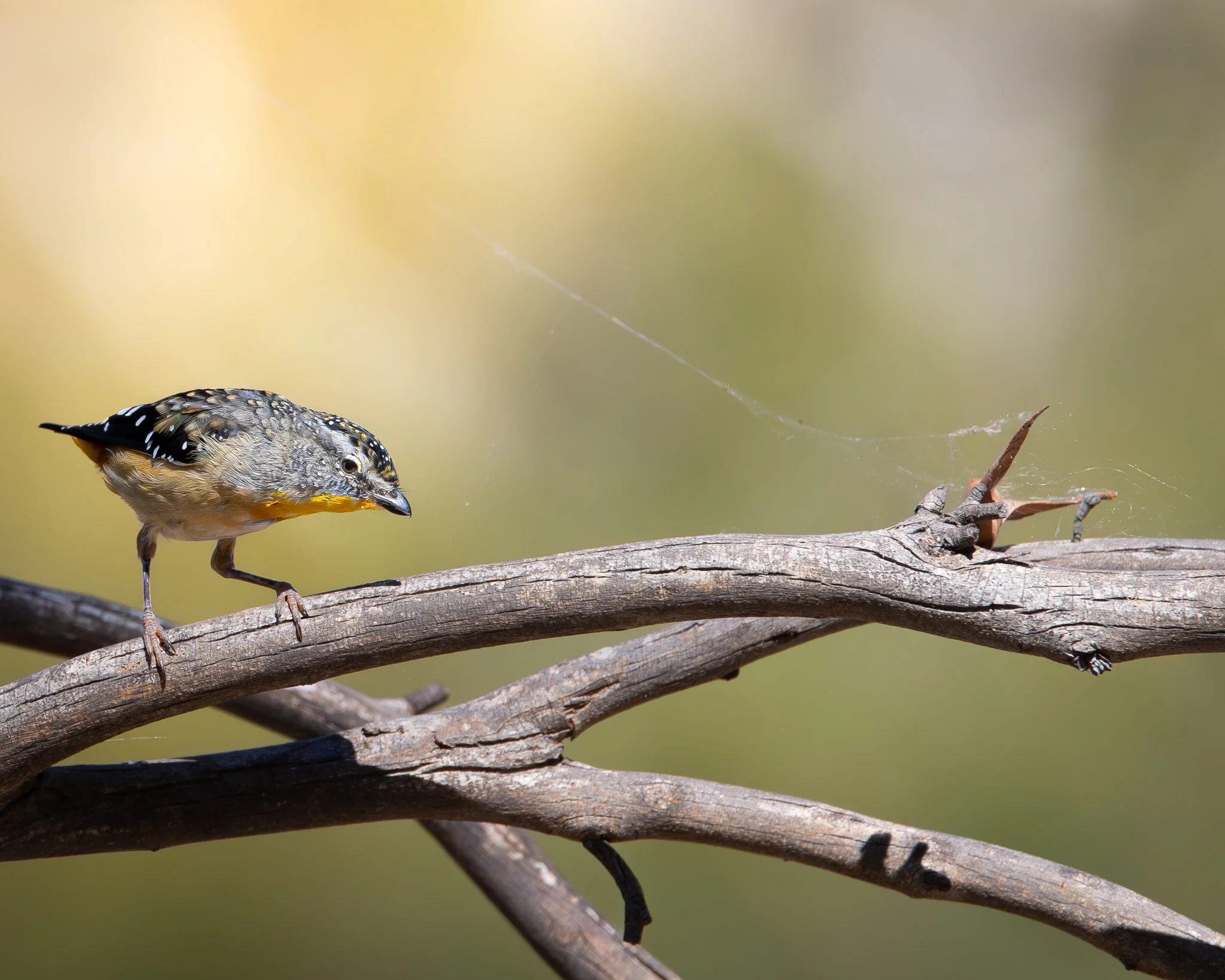 Spotted Pardalote 010