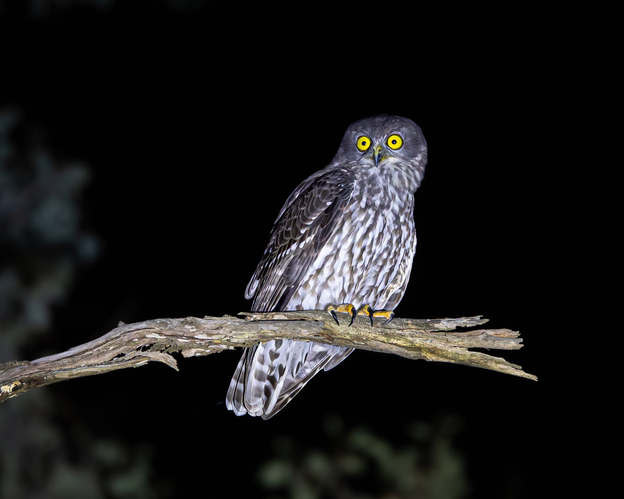 Barking Owl 002
