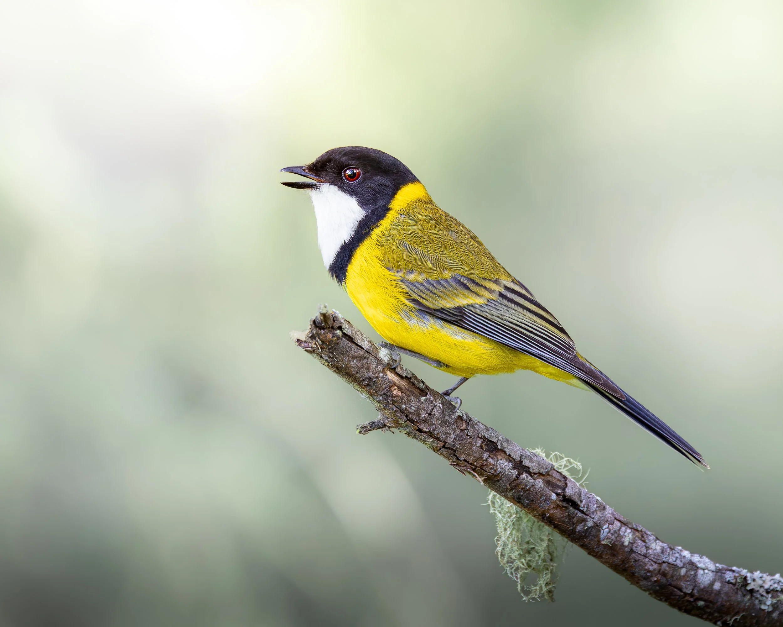 Golden Whistler 002