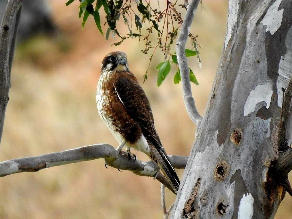Brown Falcon (Falco berigora)BW.jpg