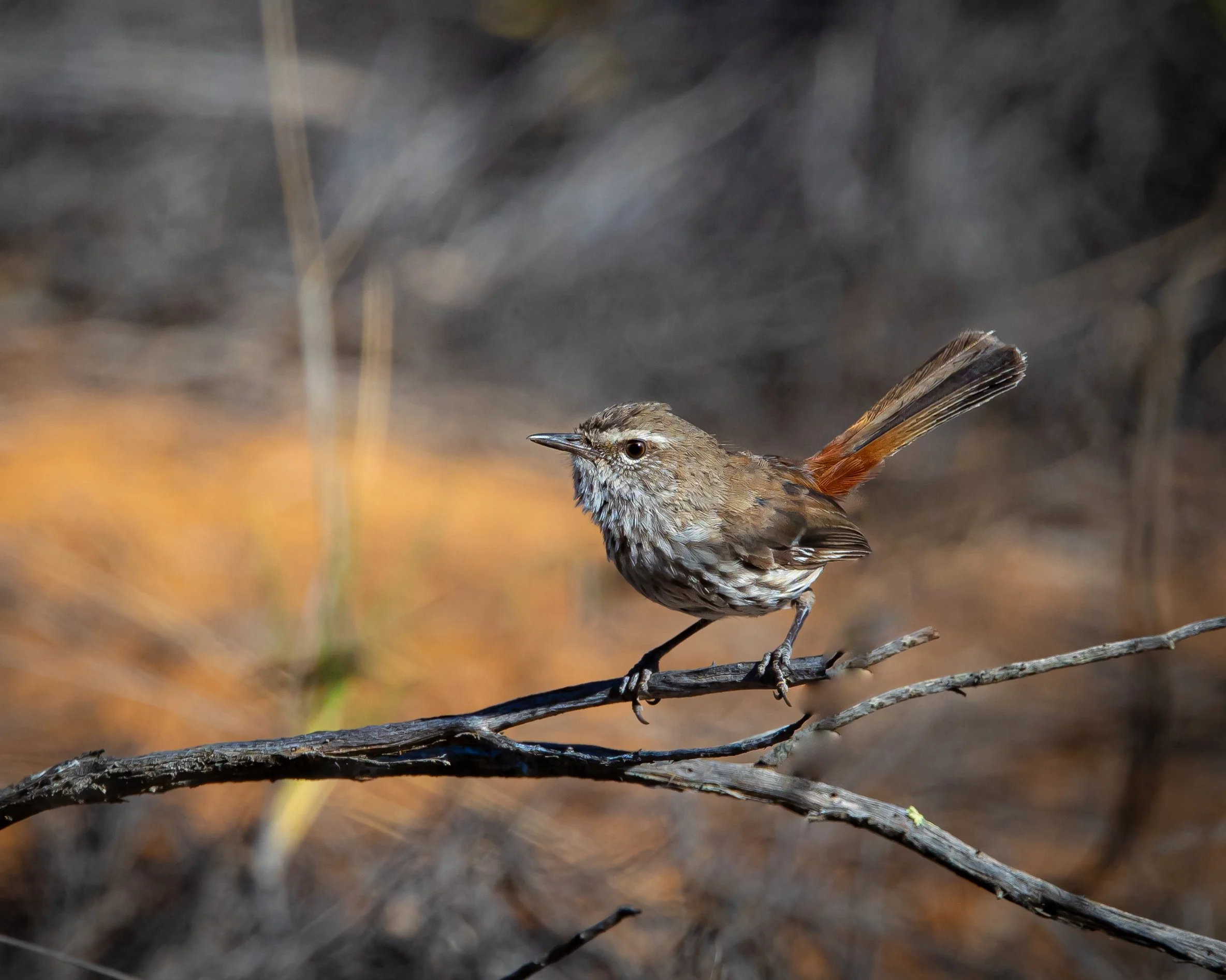 Shy Heathwren 001
