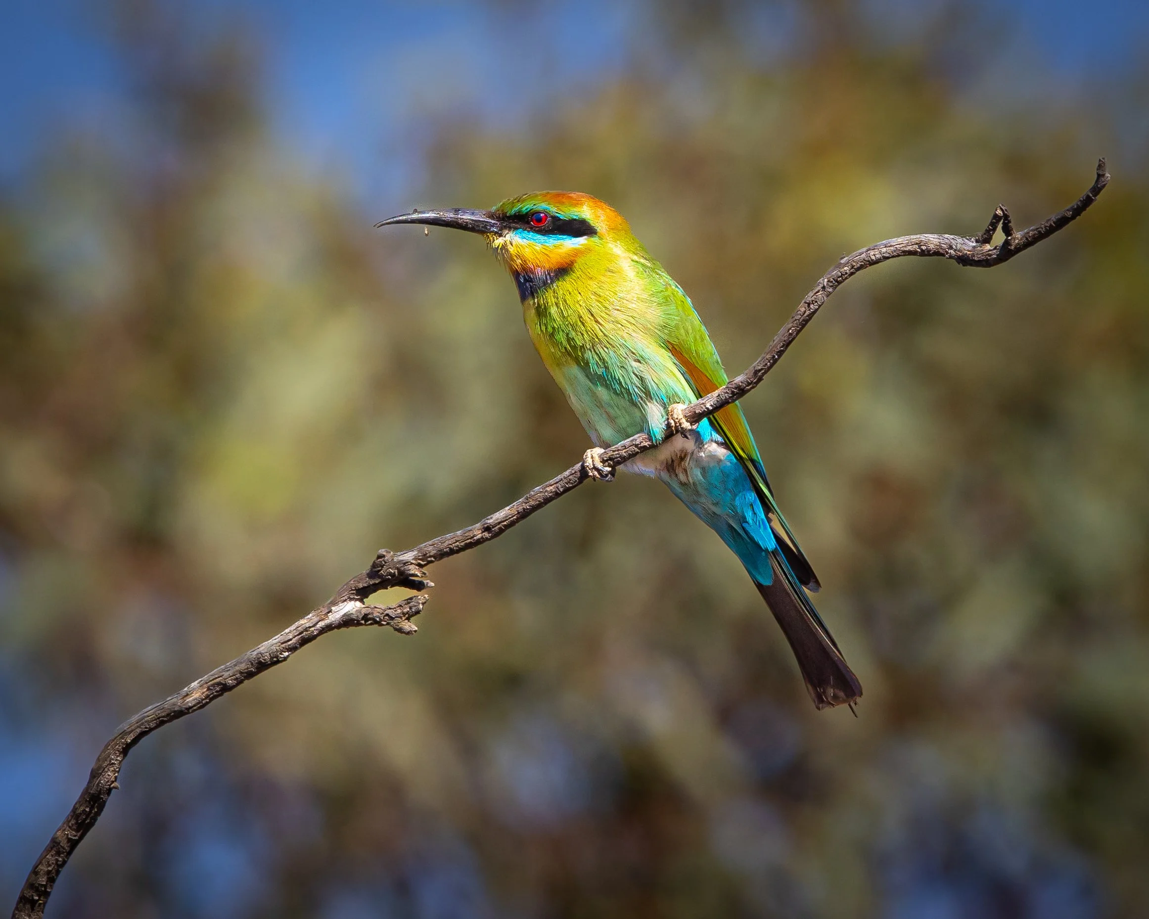 Rainbow Bee-eater 001