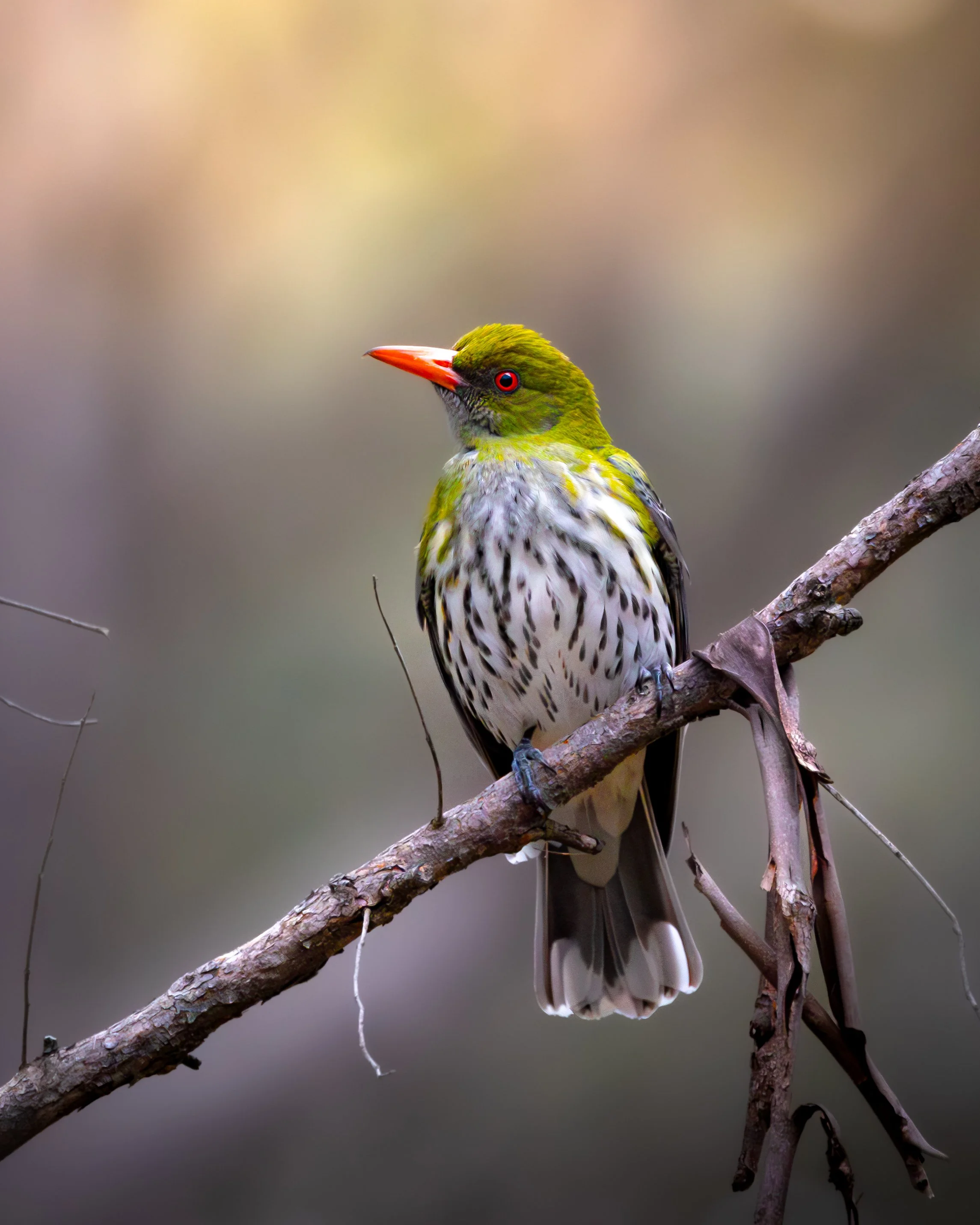 Olive-backed Oriole 002