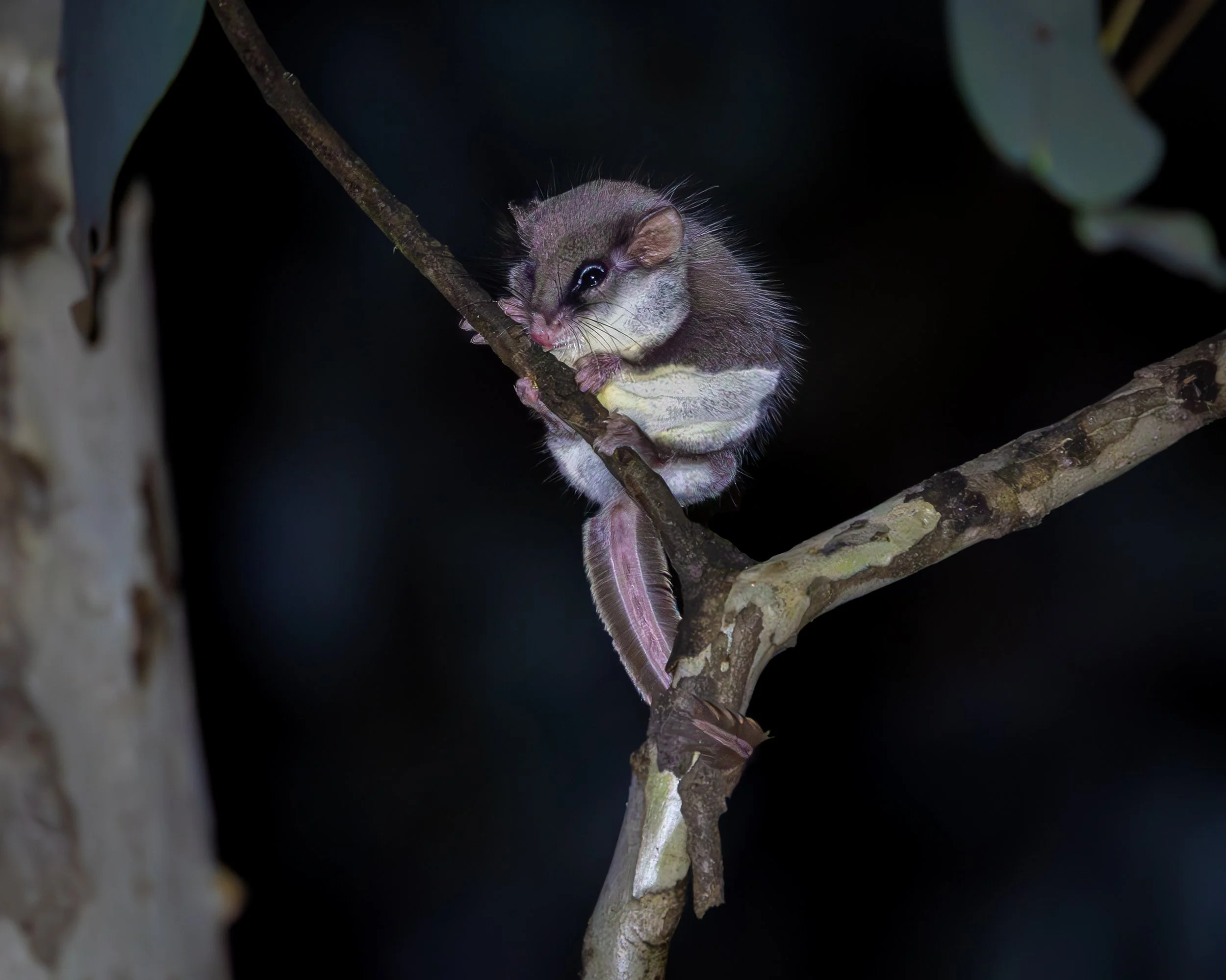 Feathertail Glider 006