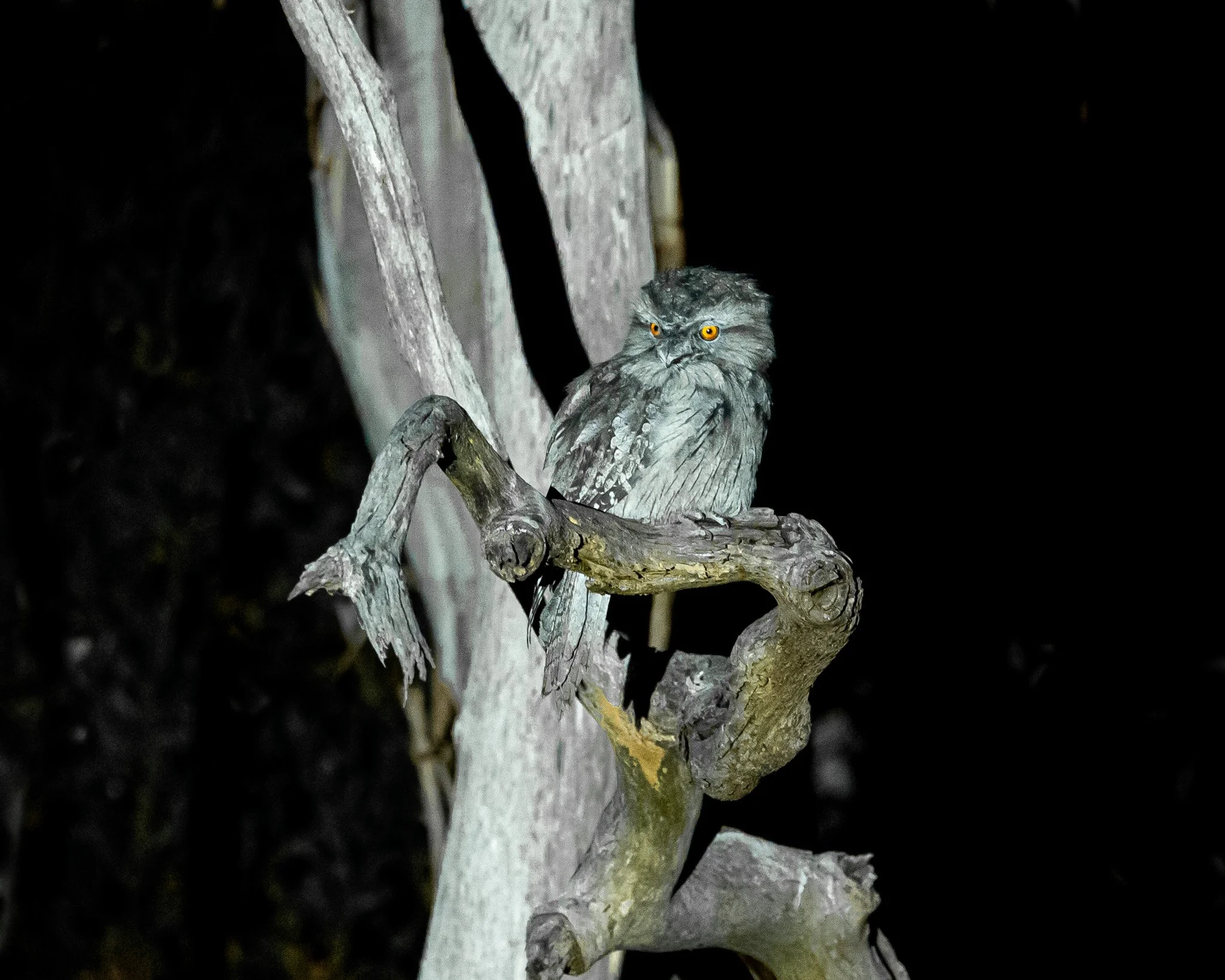 Tawny Frogmouth 003
