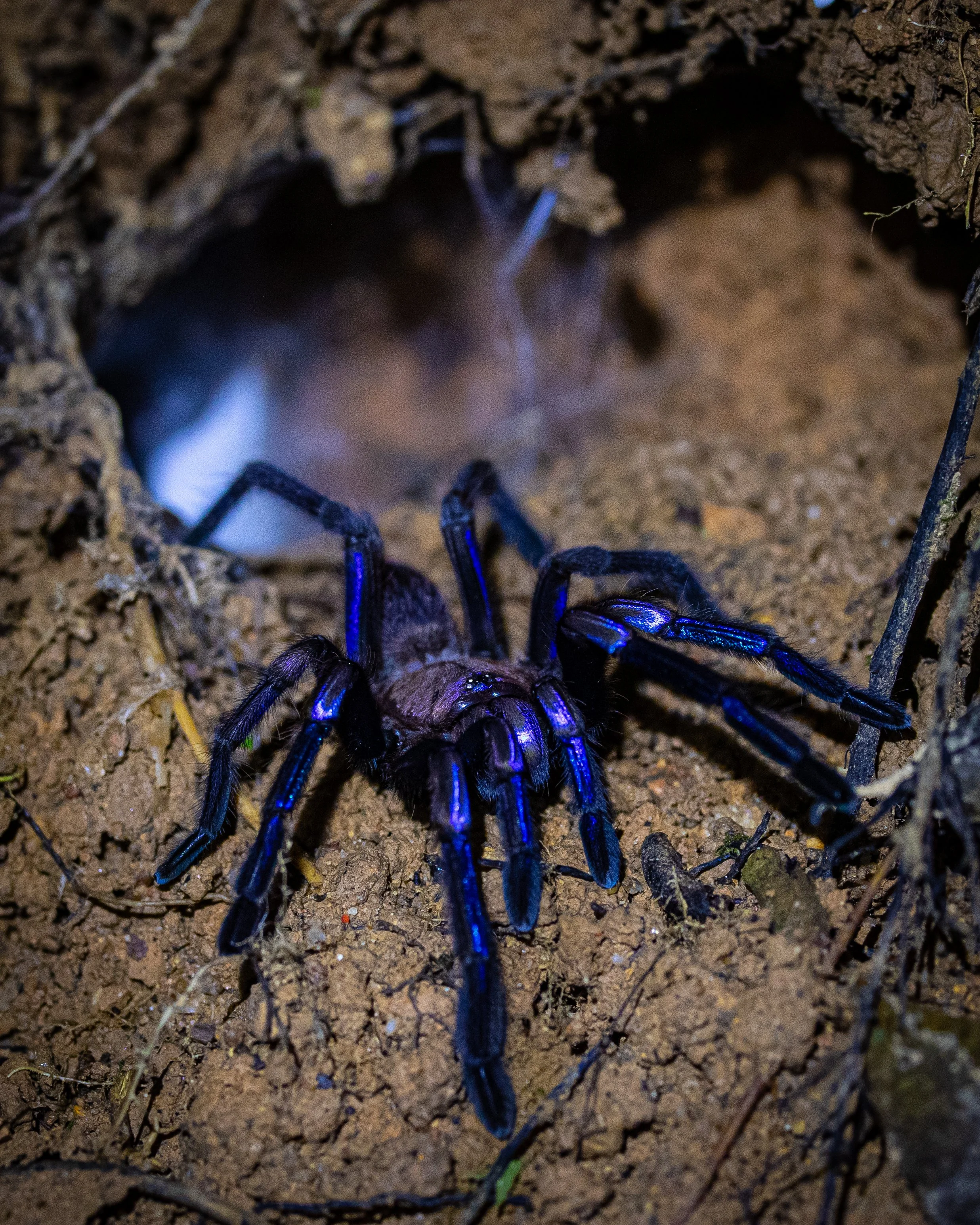 Electric Blue Tarantula 001