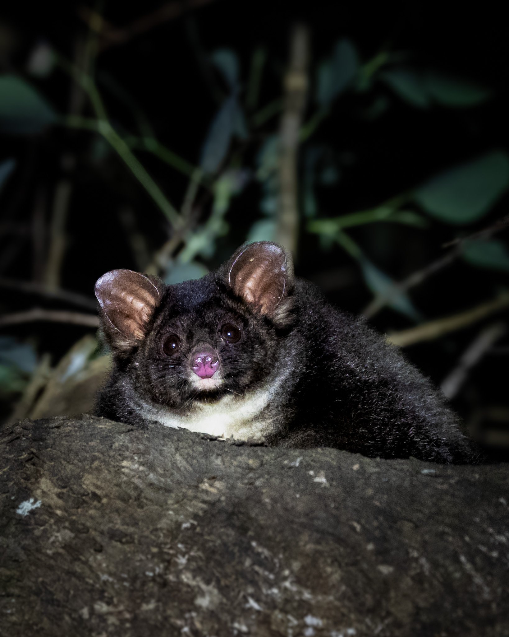 Southern Greater Glider 009