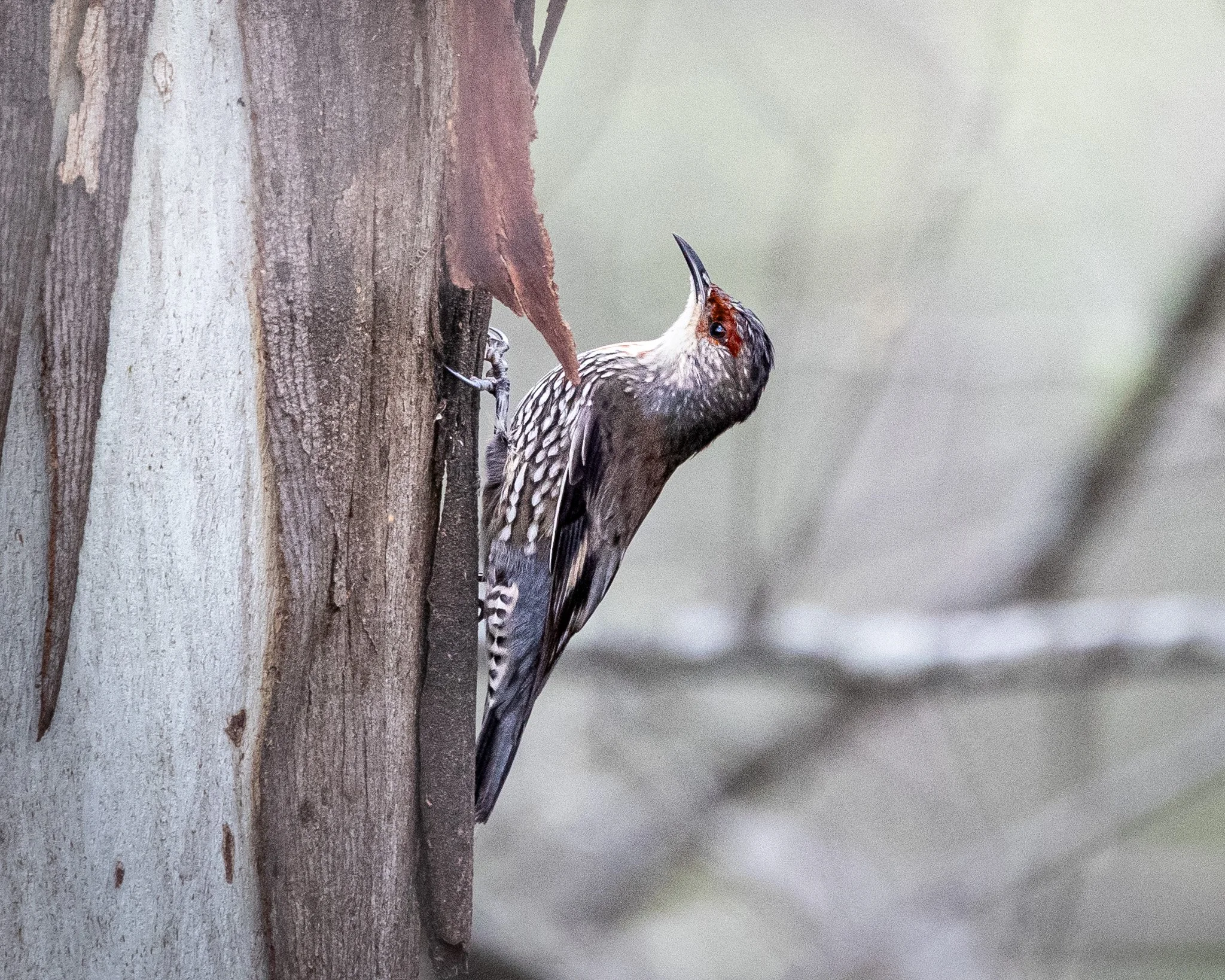 Red-browed Treecreeper 001