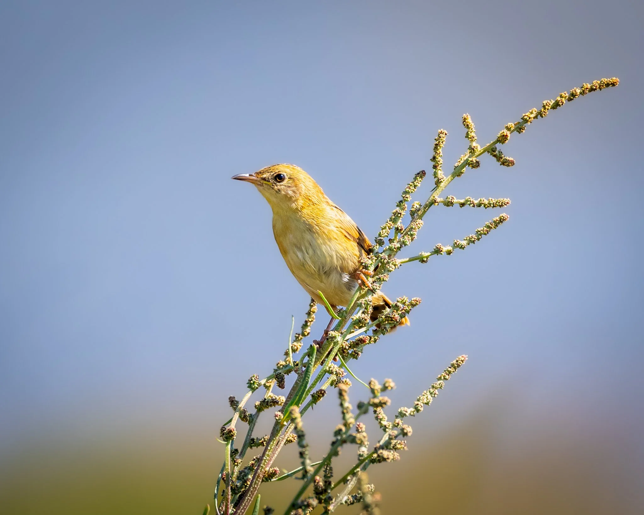 Golden Cisticola 003