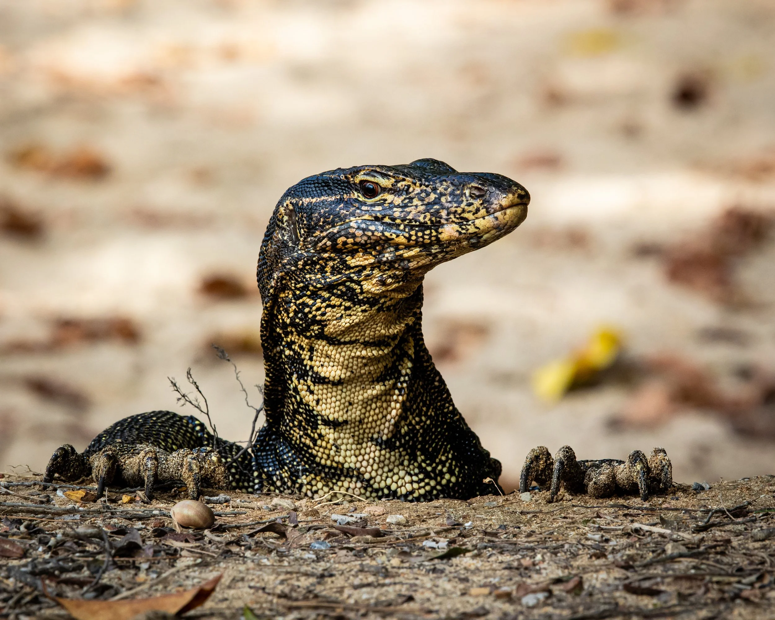Water Monitor Lizard 001