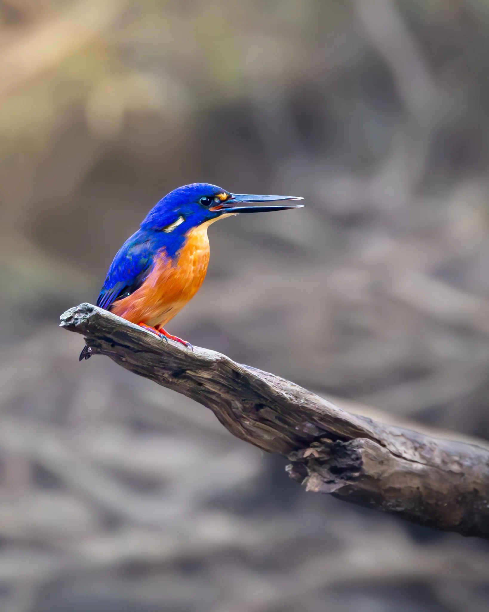 Azure Kingfisher 006