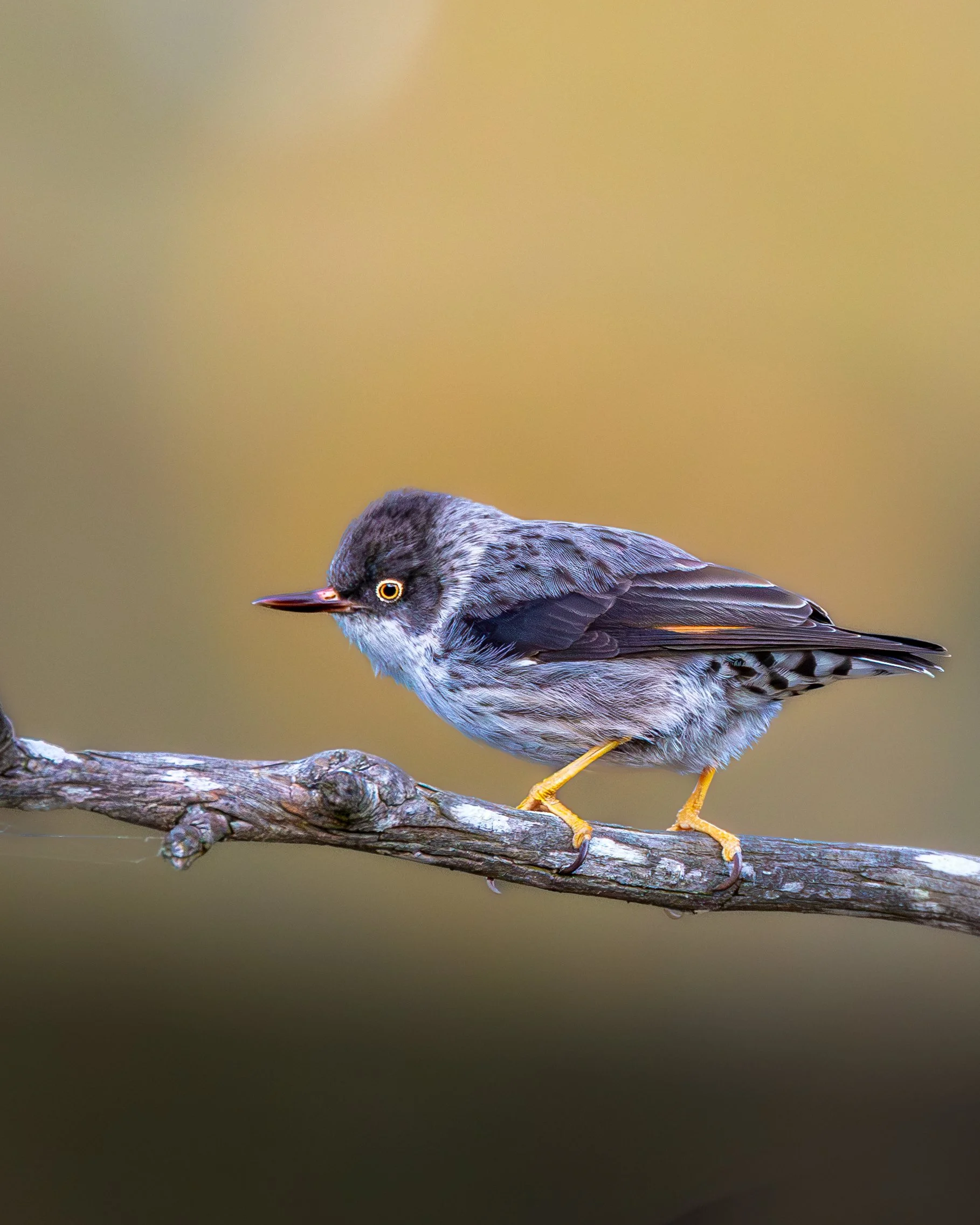 Varied Sittella 007