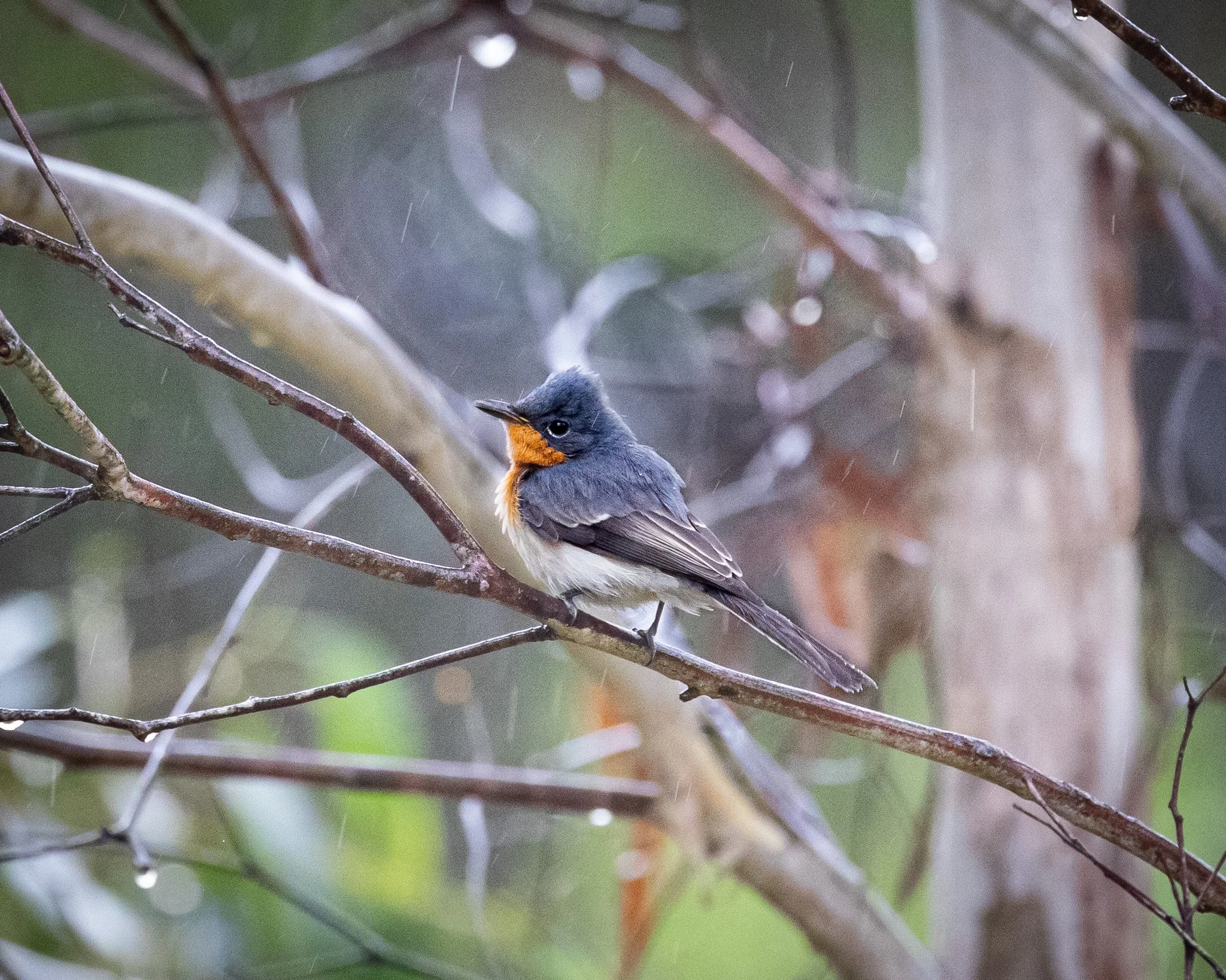 Satin Flycatcher 004