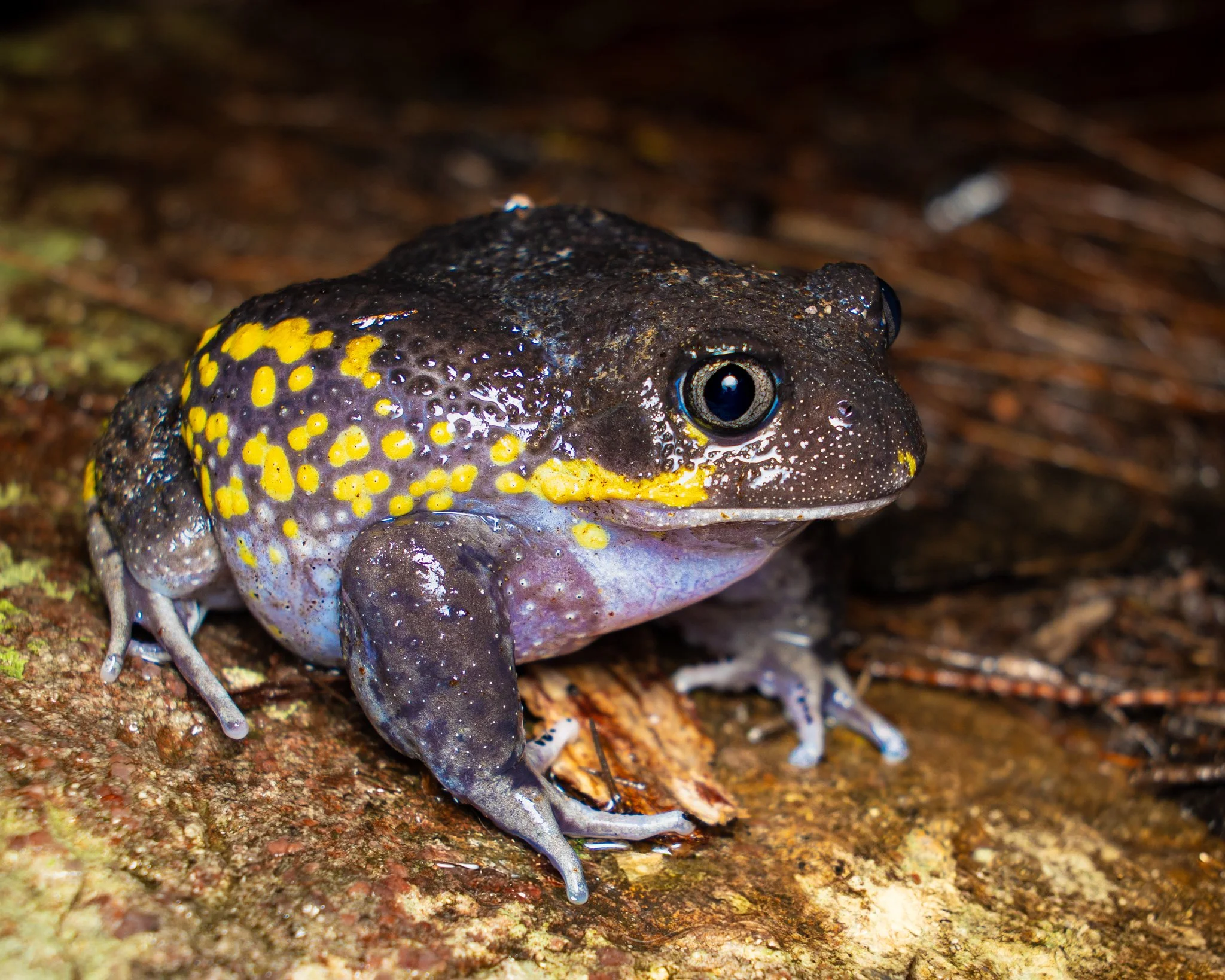 Giant Burrowing Frog 001