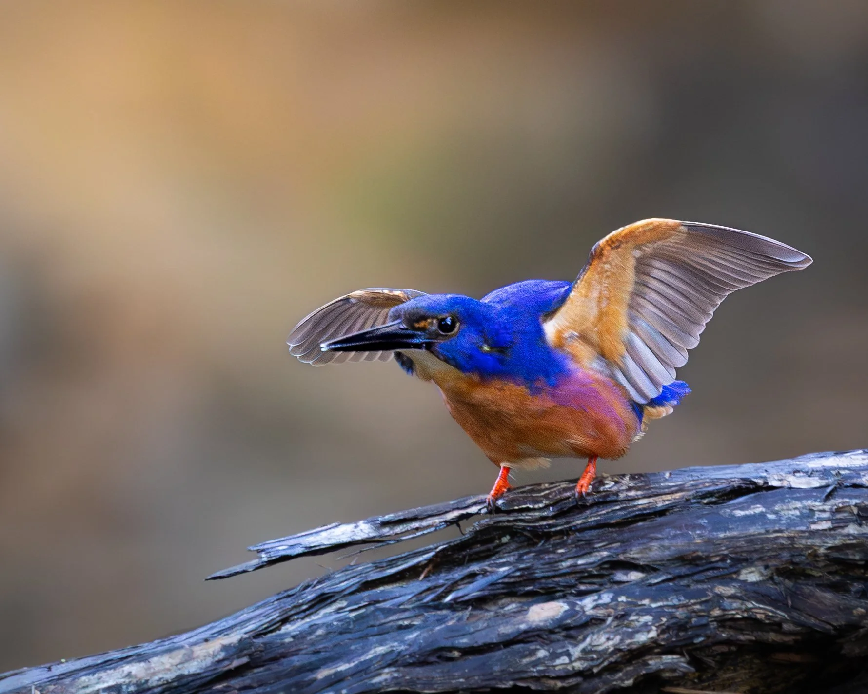 Azure Kingfisher 004