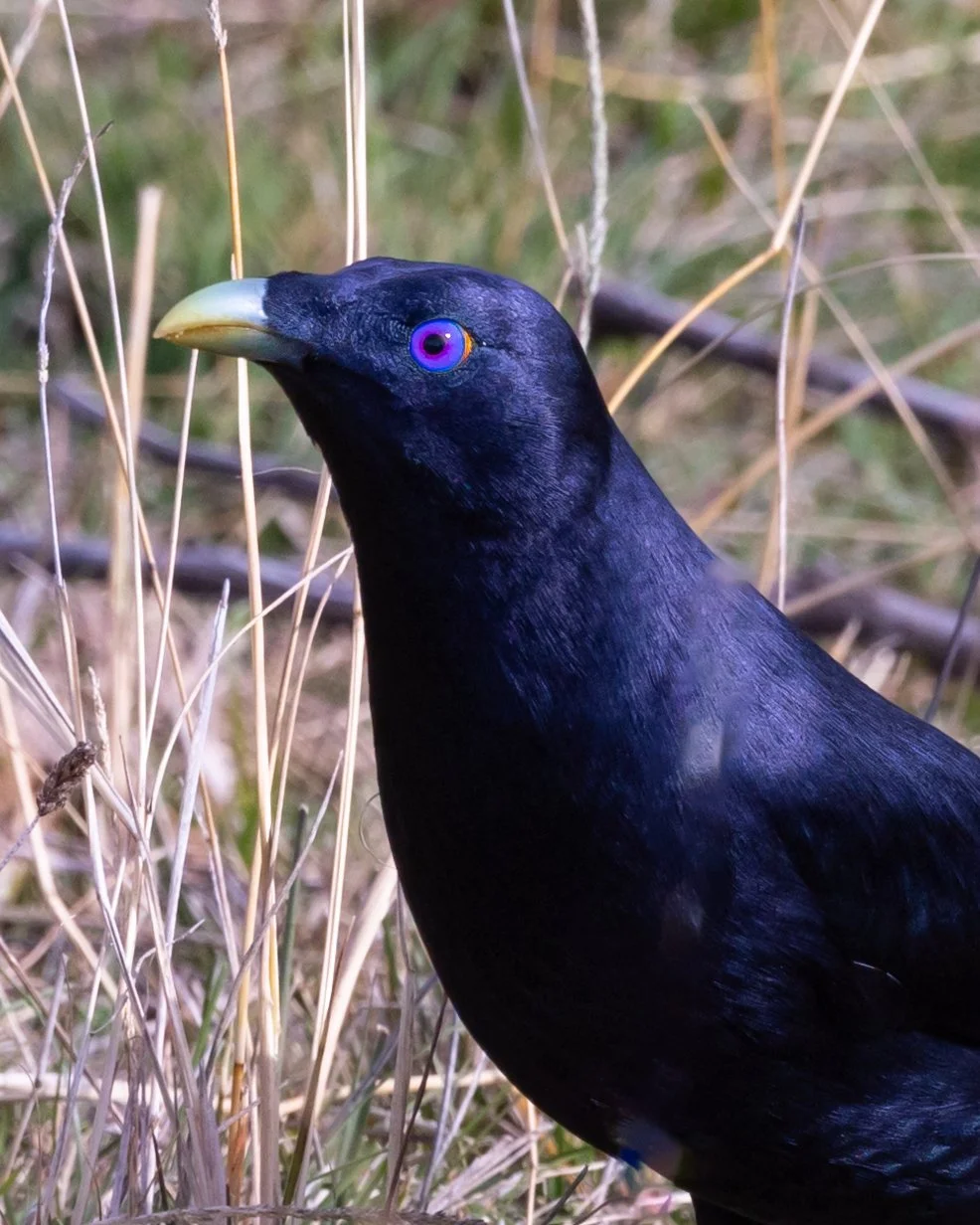 Satin Bowerbird 001