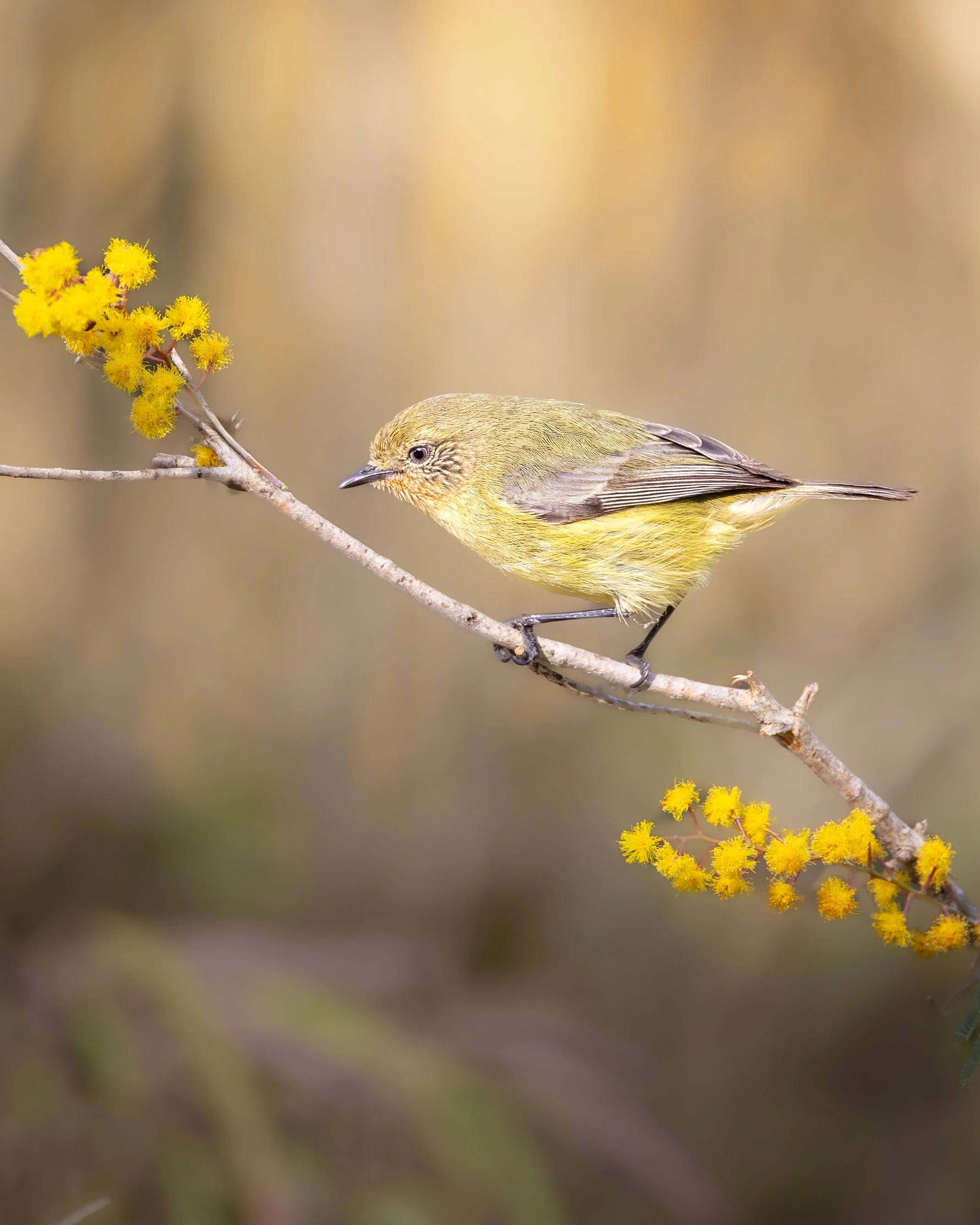 Yellow Thornbill 004