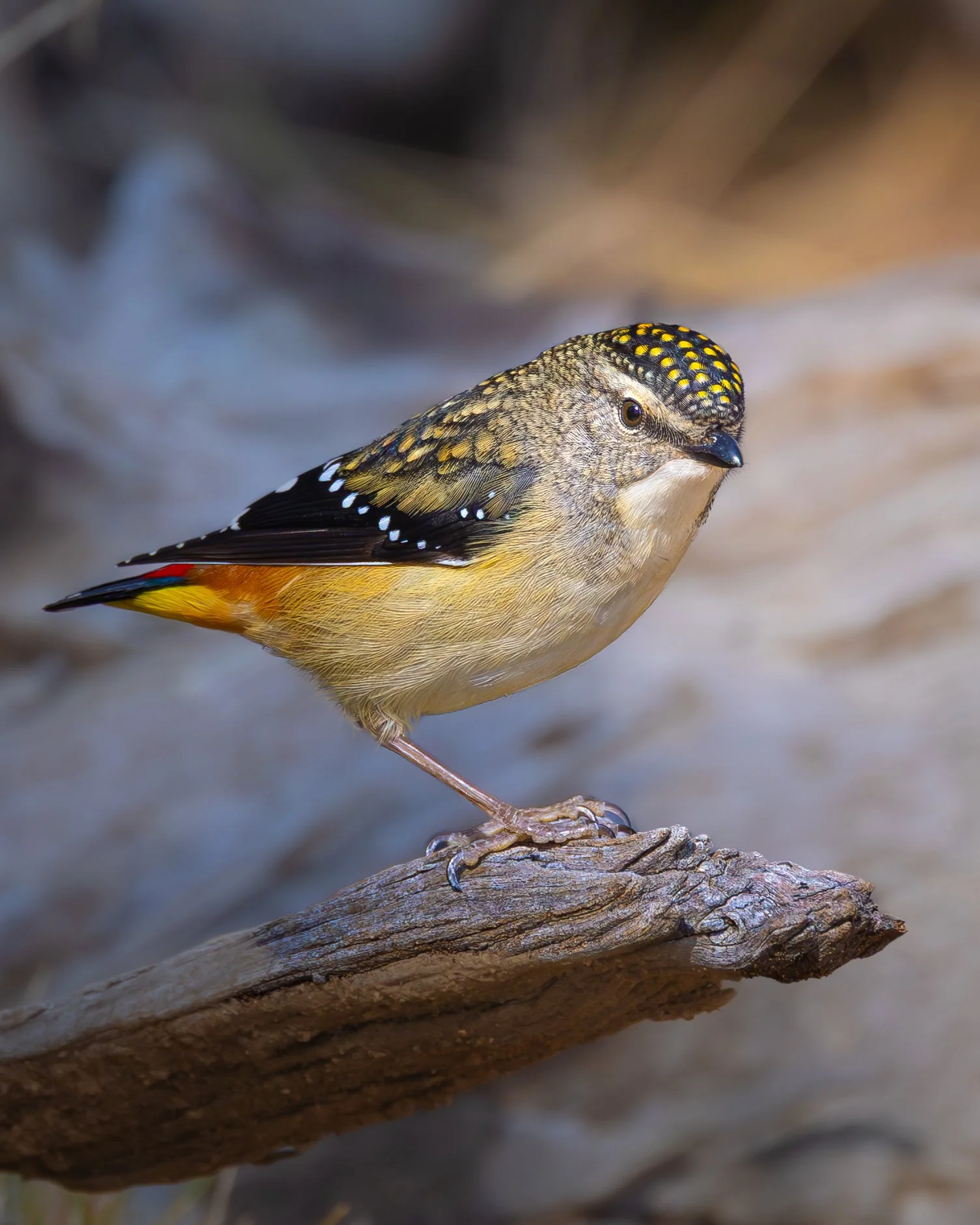 Spotted Pardalote 009
