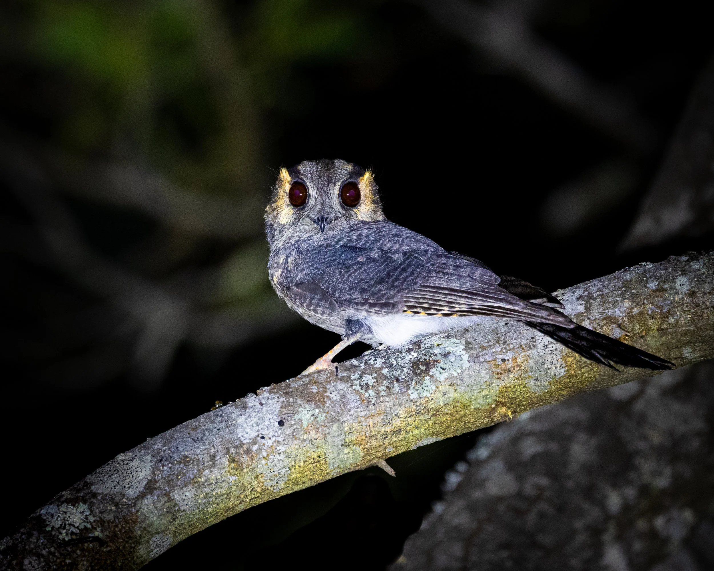 Australian Owlet-nightjar 003