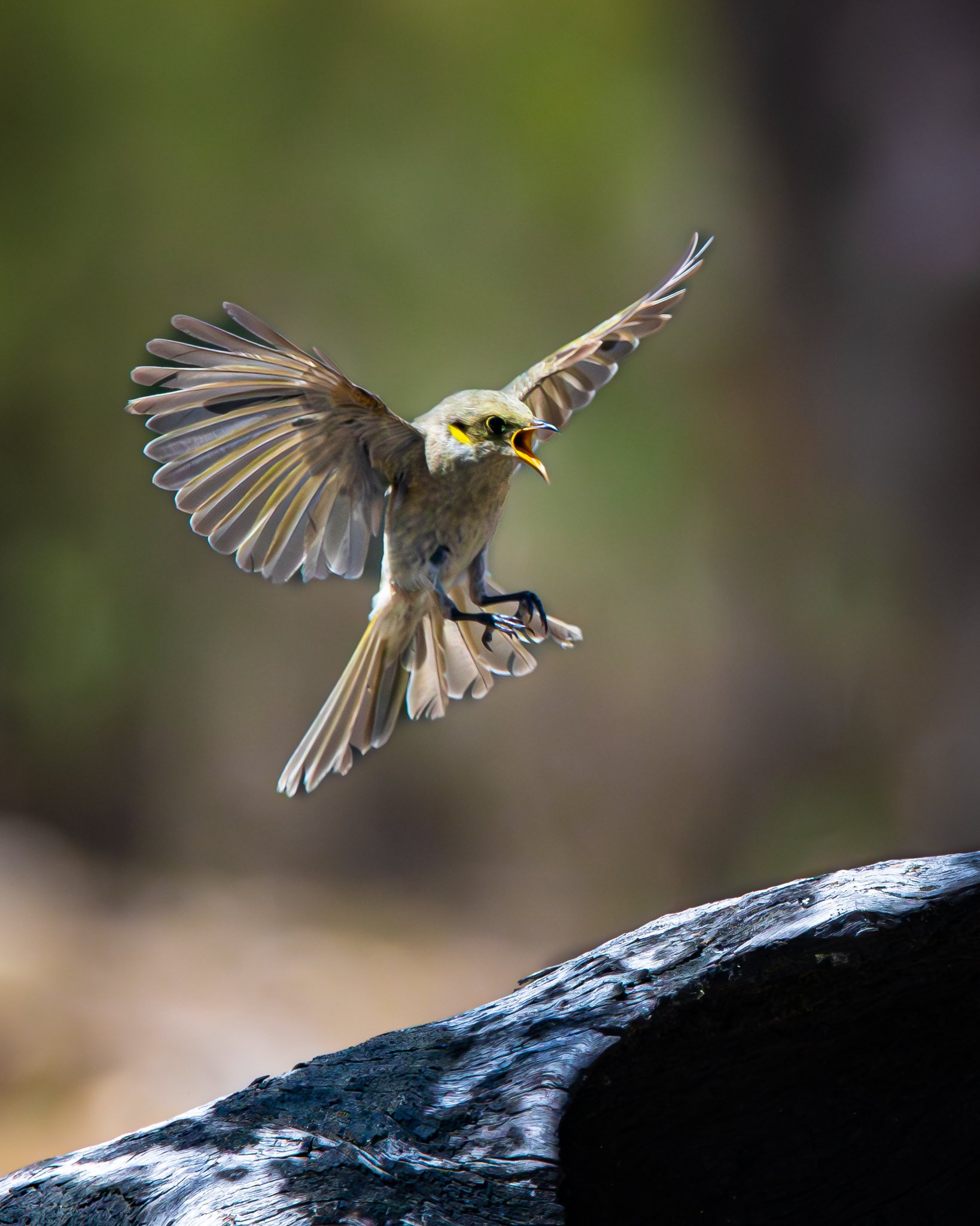Fuscous Honeyeater 001
