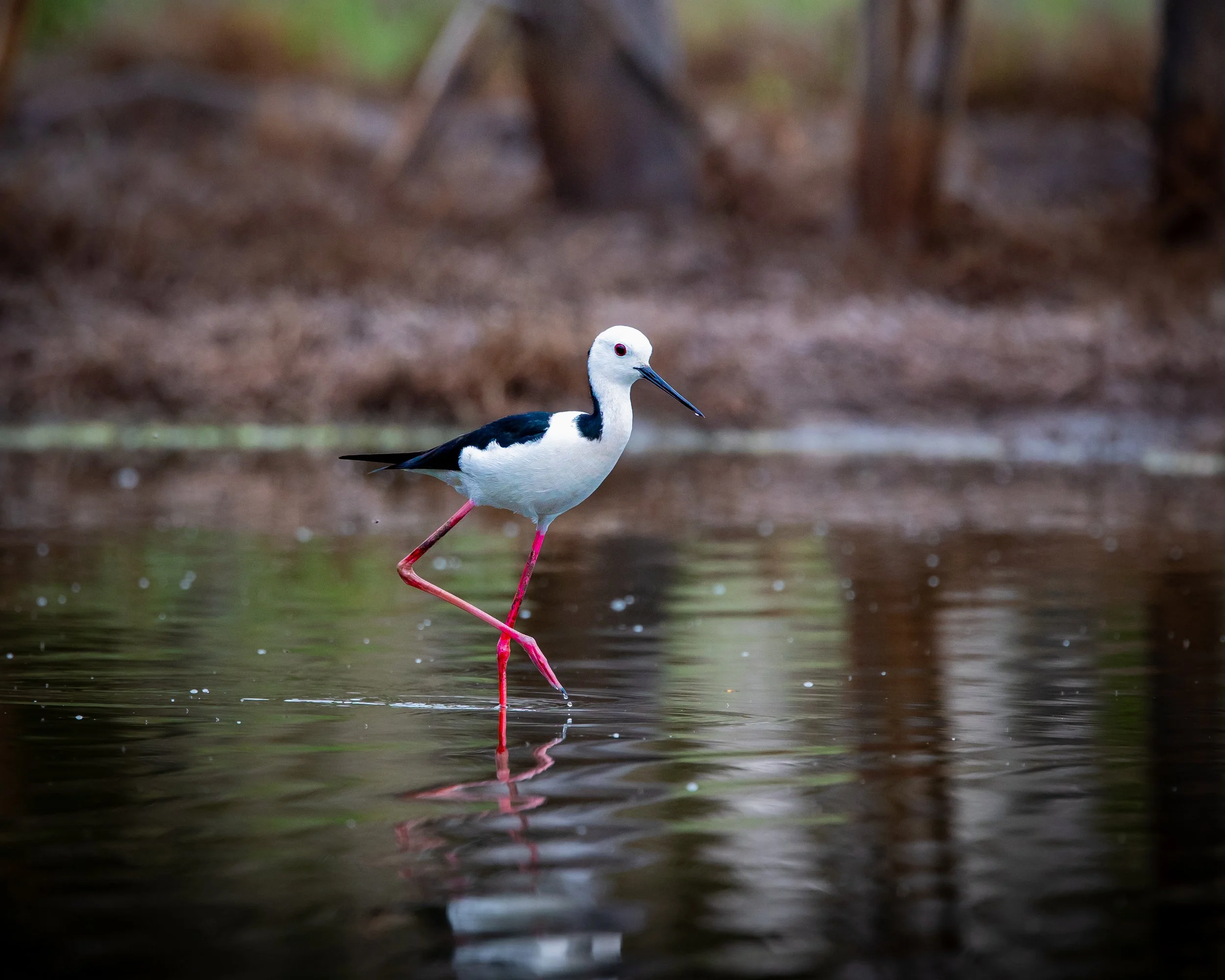 Pied Stilt 001