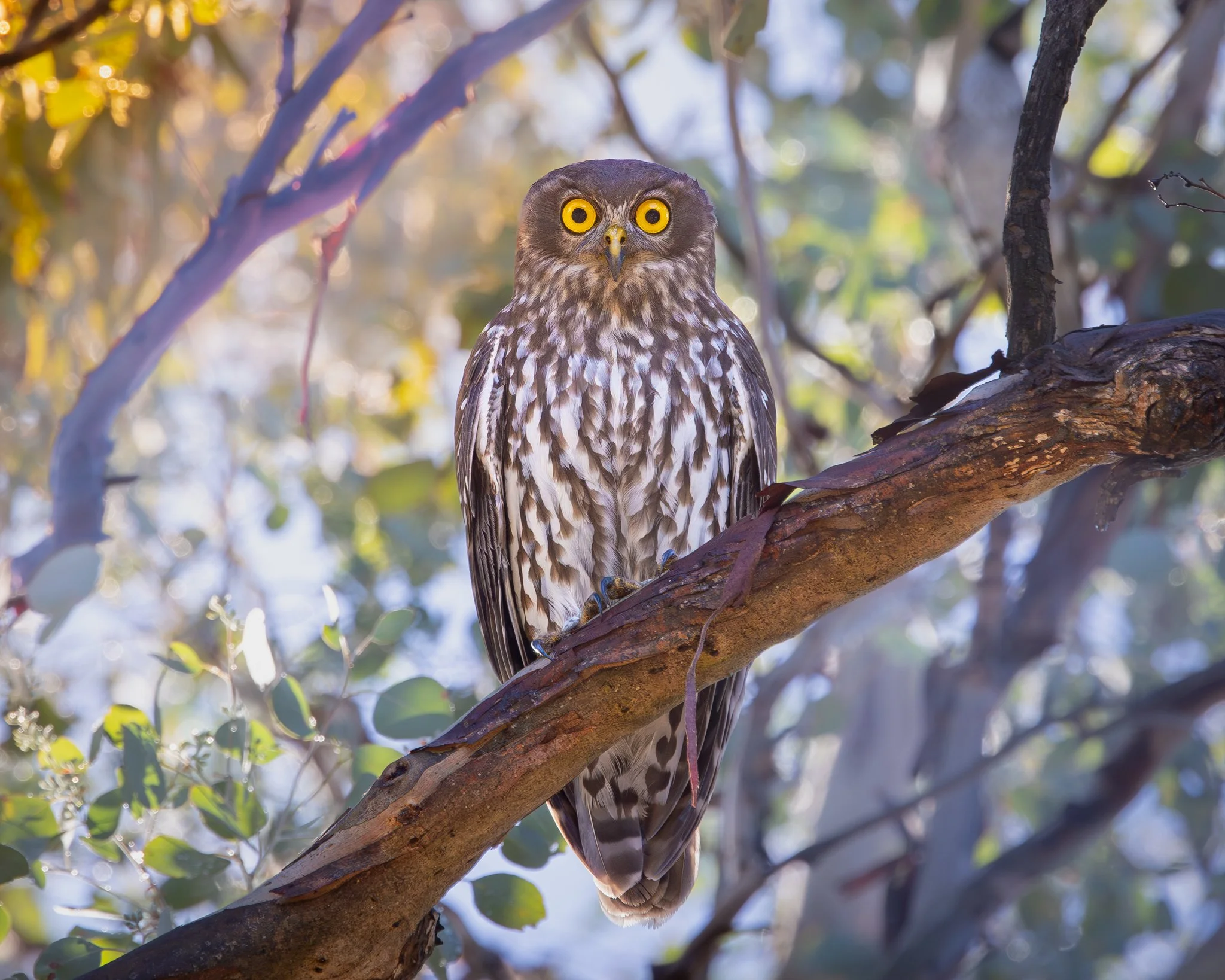 Barking Owl 006