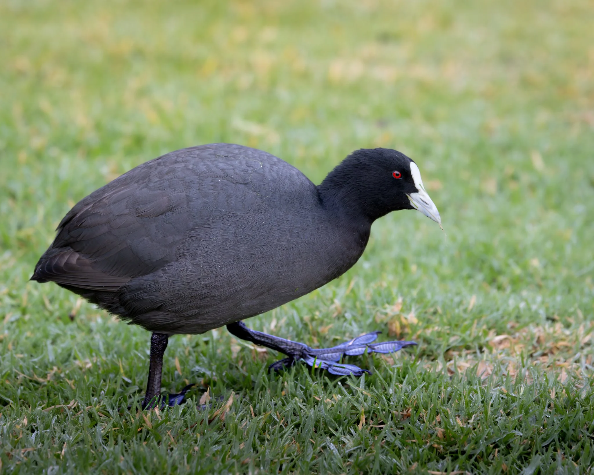 Eurasian Coot 001