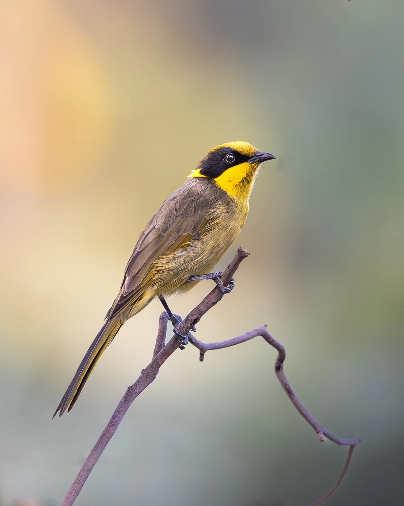 Yellow-tufted Honeyeater 001