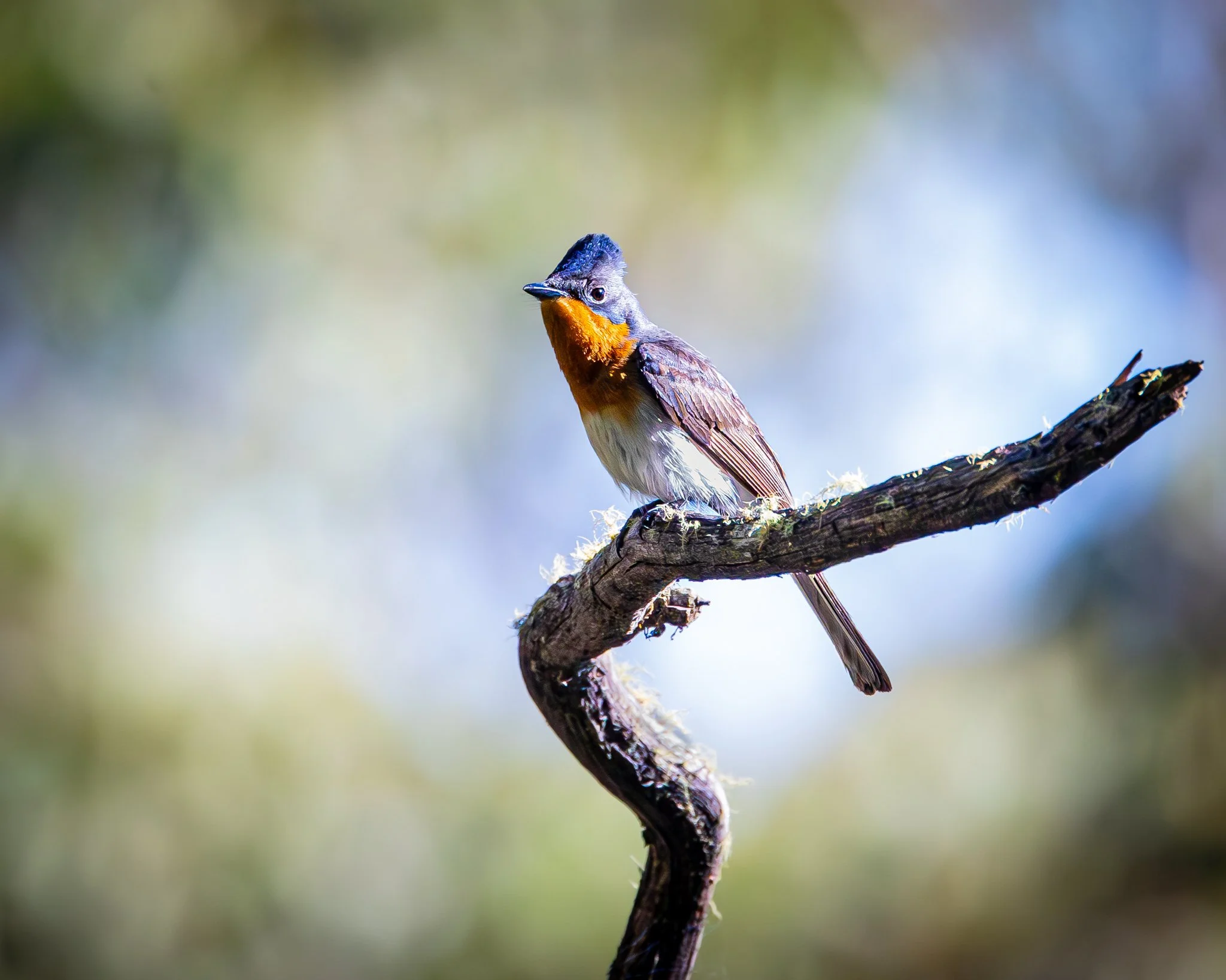 Satin Flycatcher 005