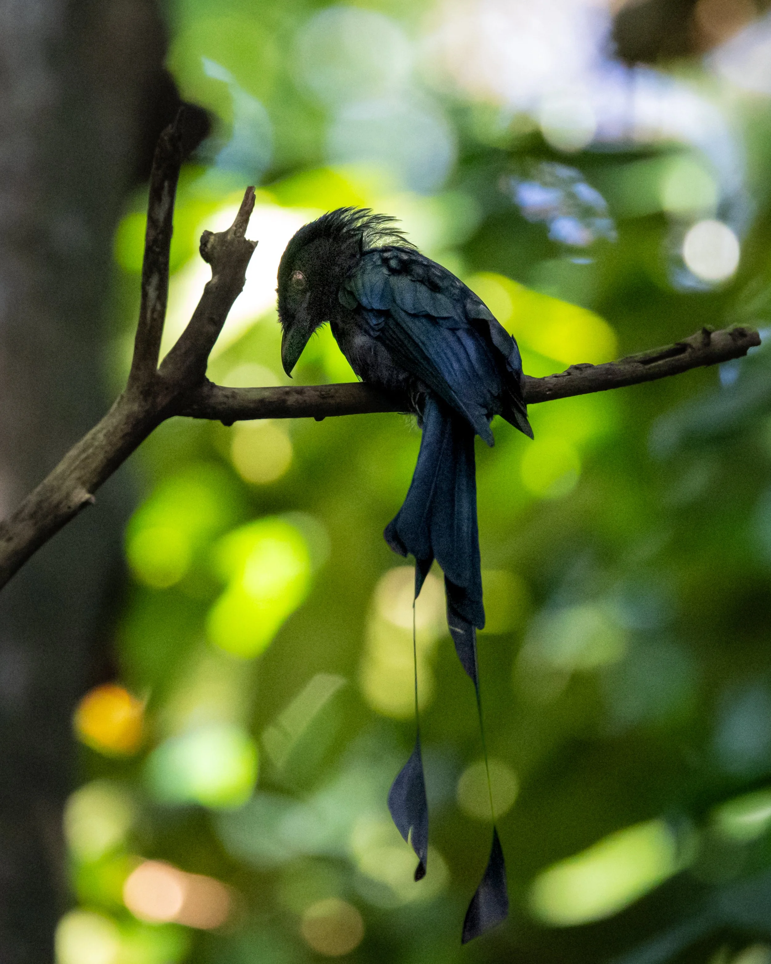 Greater Racket-tailed Drongo 001