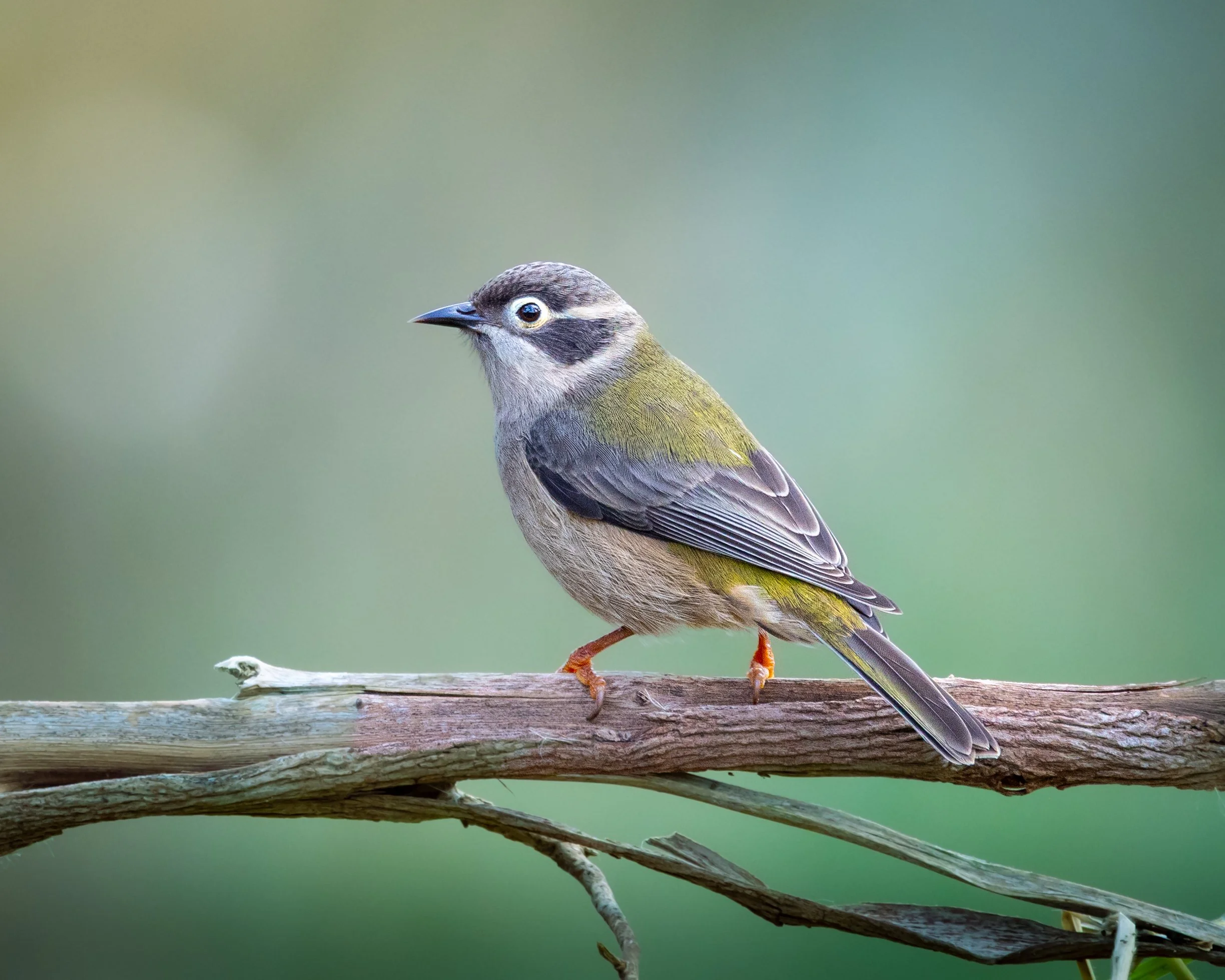 Brown-headed Honeyeater 001