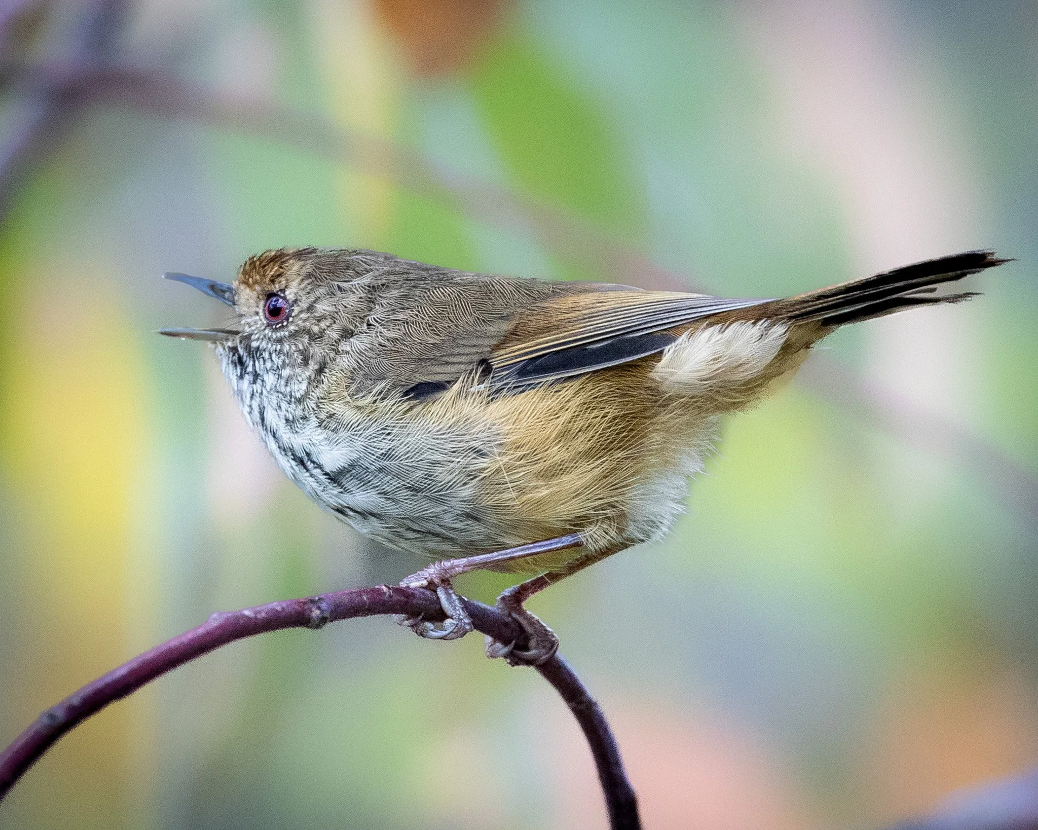 Brown Thornbill 005