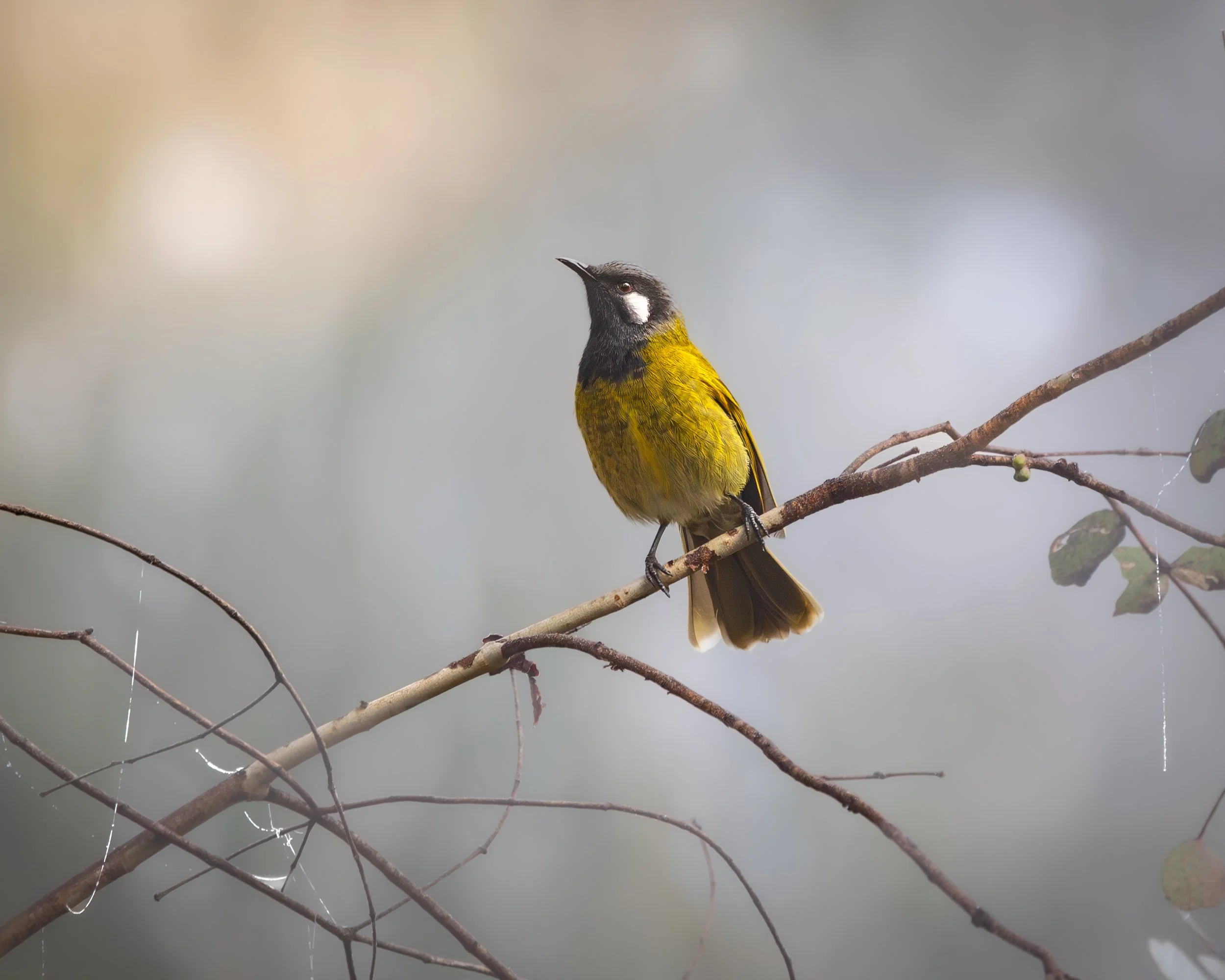 White-eared Honeyeater 003