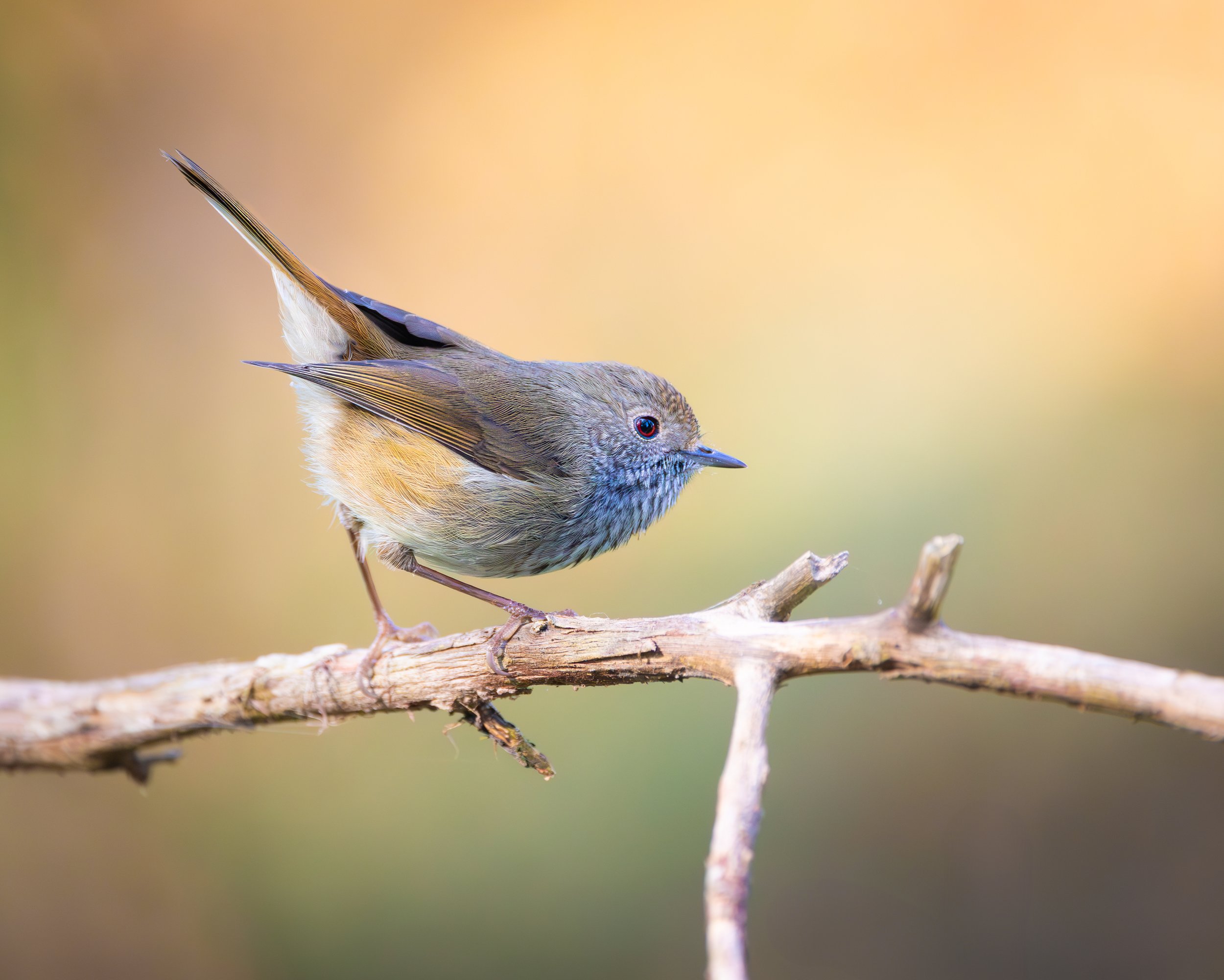 Brown Thornbill 001