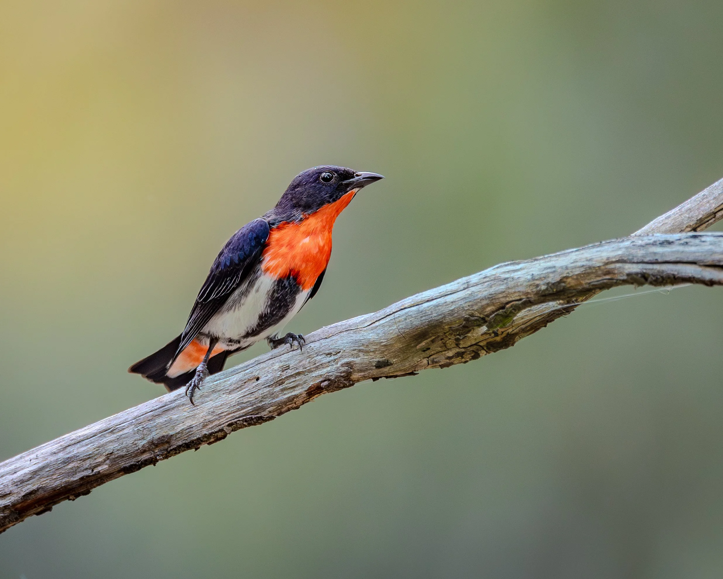 Mistletoebird 001