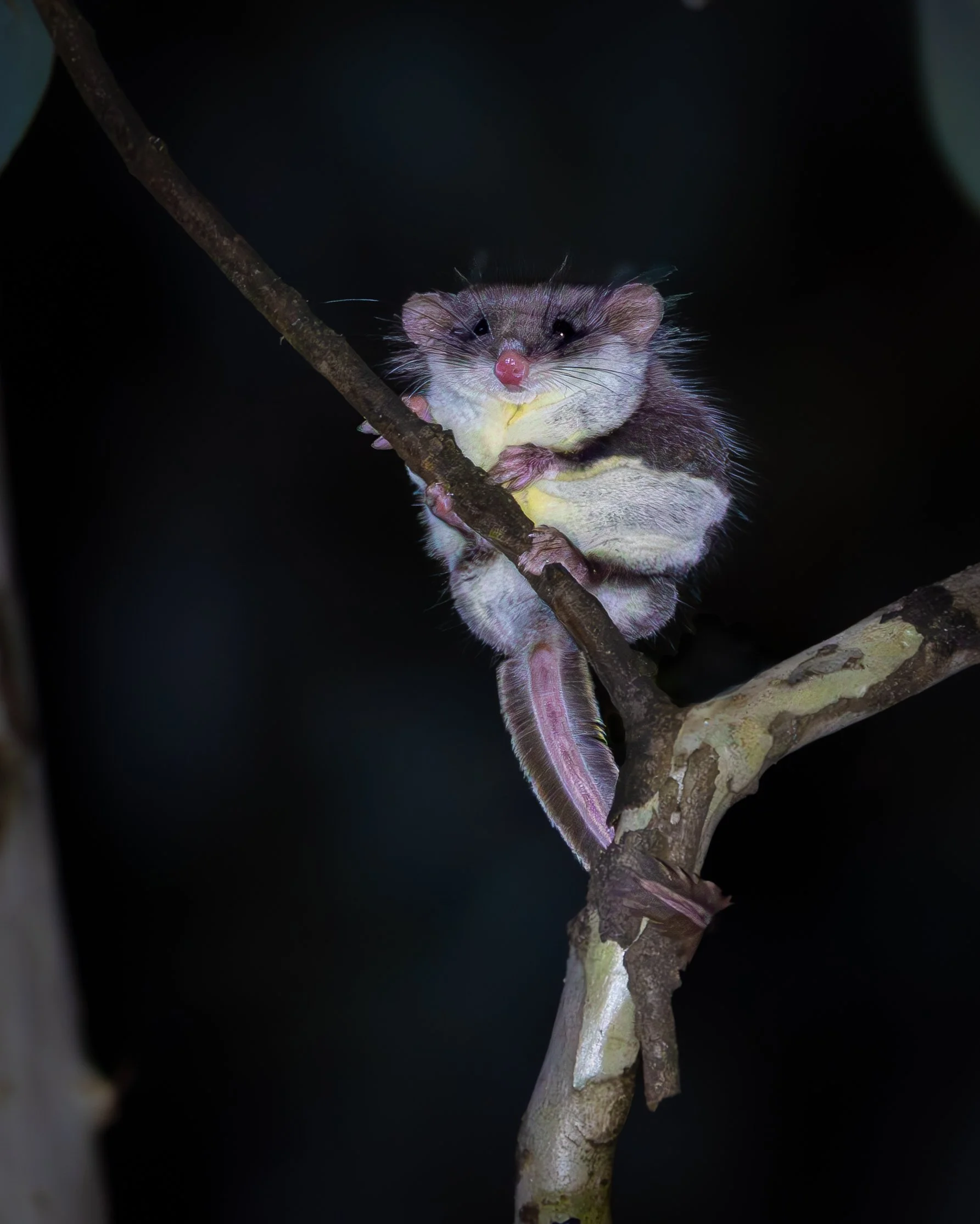 Feathertail Glider 008