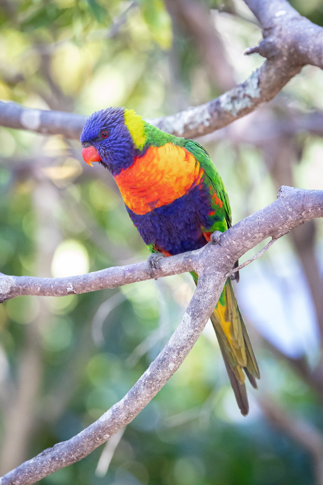Rainbow Lorikeet 005