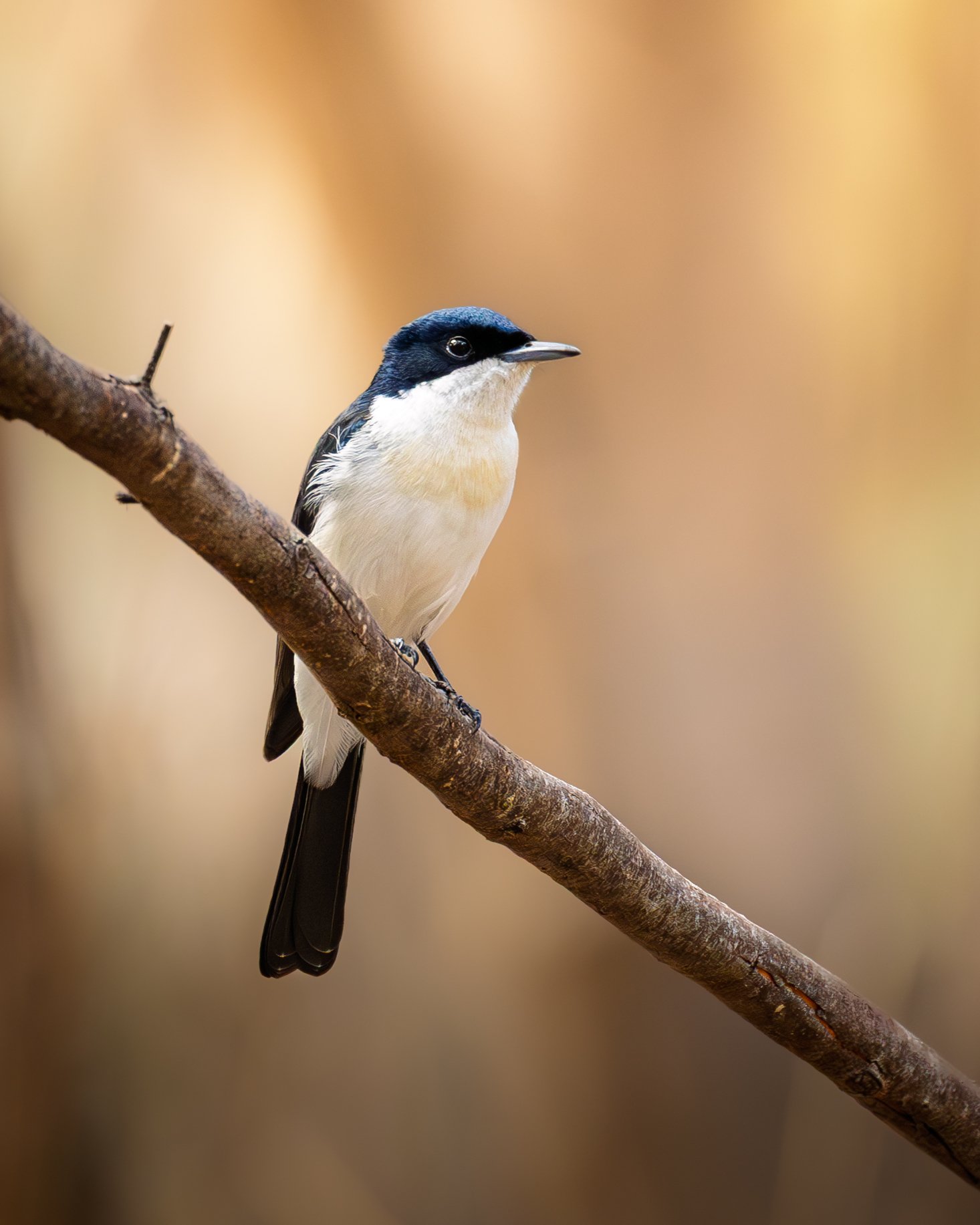 Restless Flycatcher 001