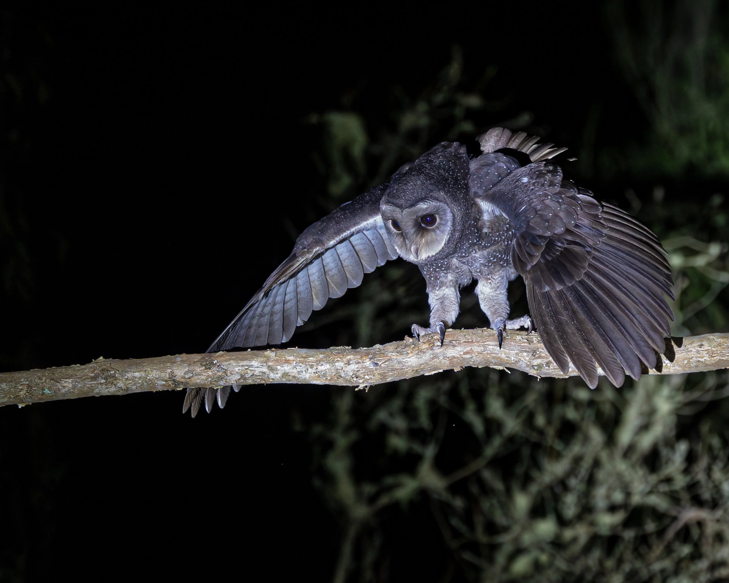 Sooty Owl 005