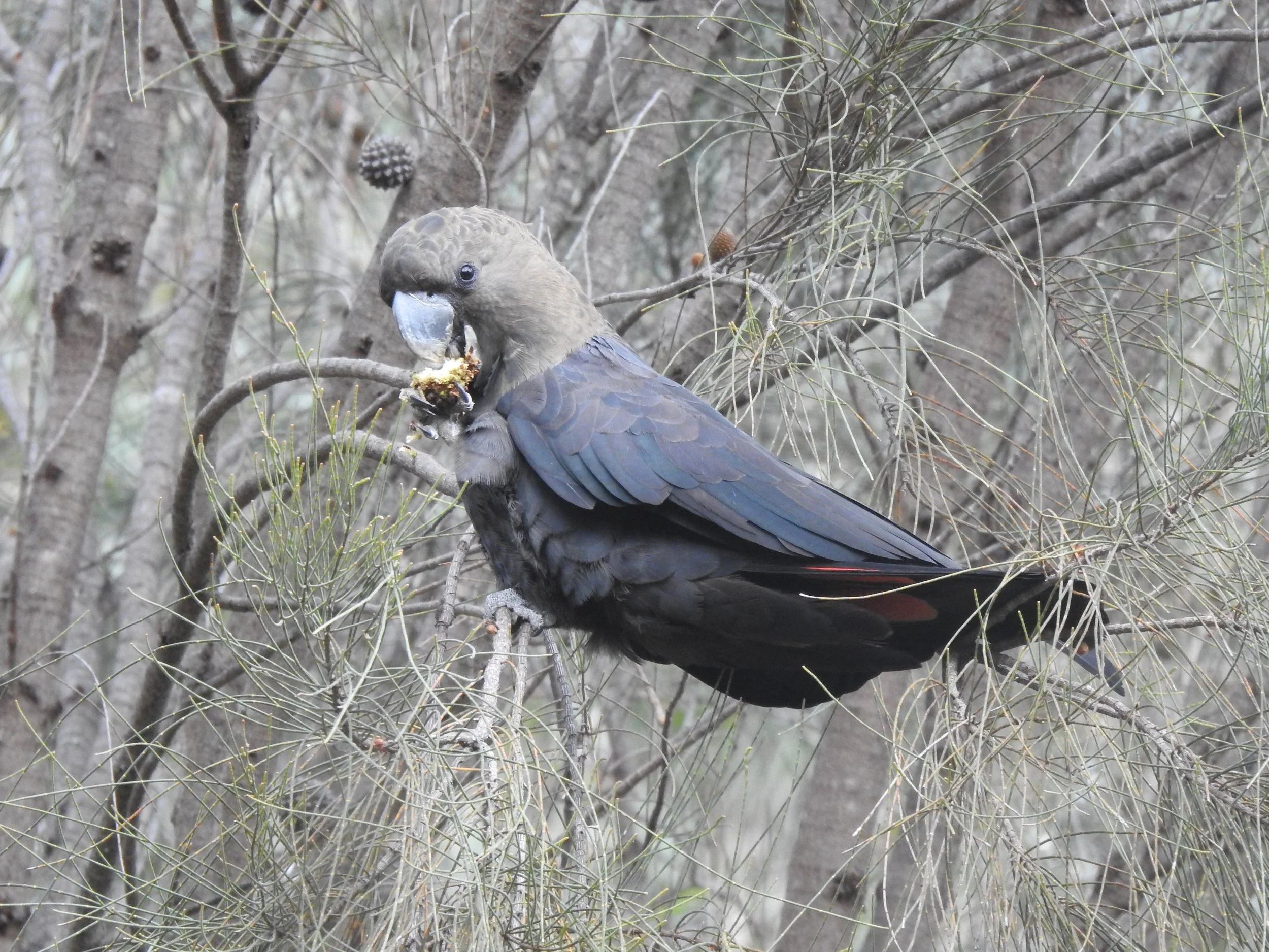 Glossy Black Cockatoo 002