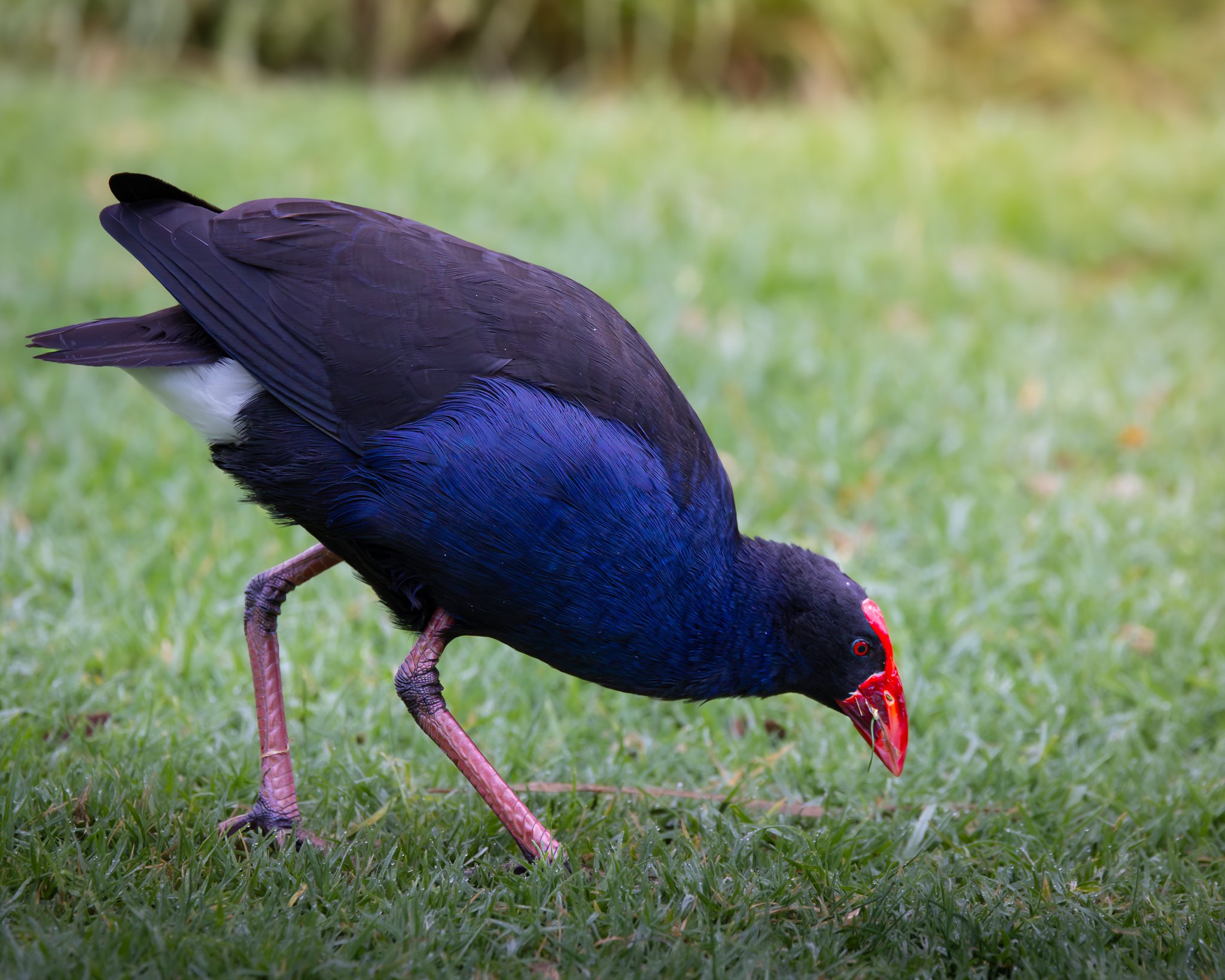 Australasian Swamp-hen 001