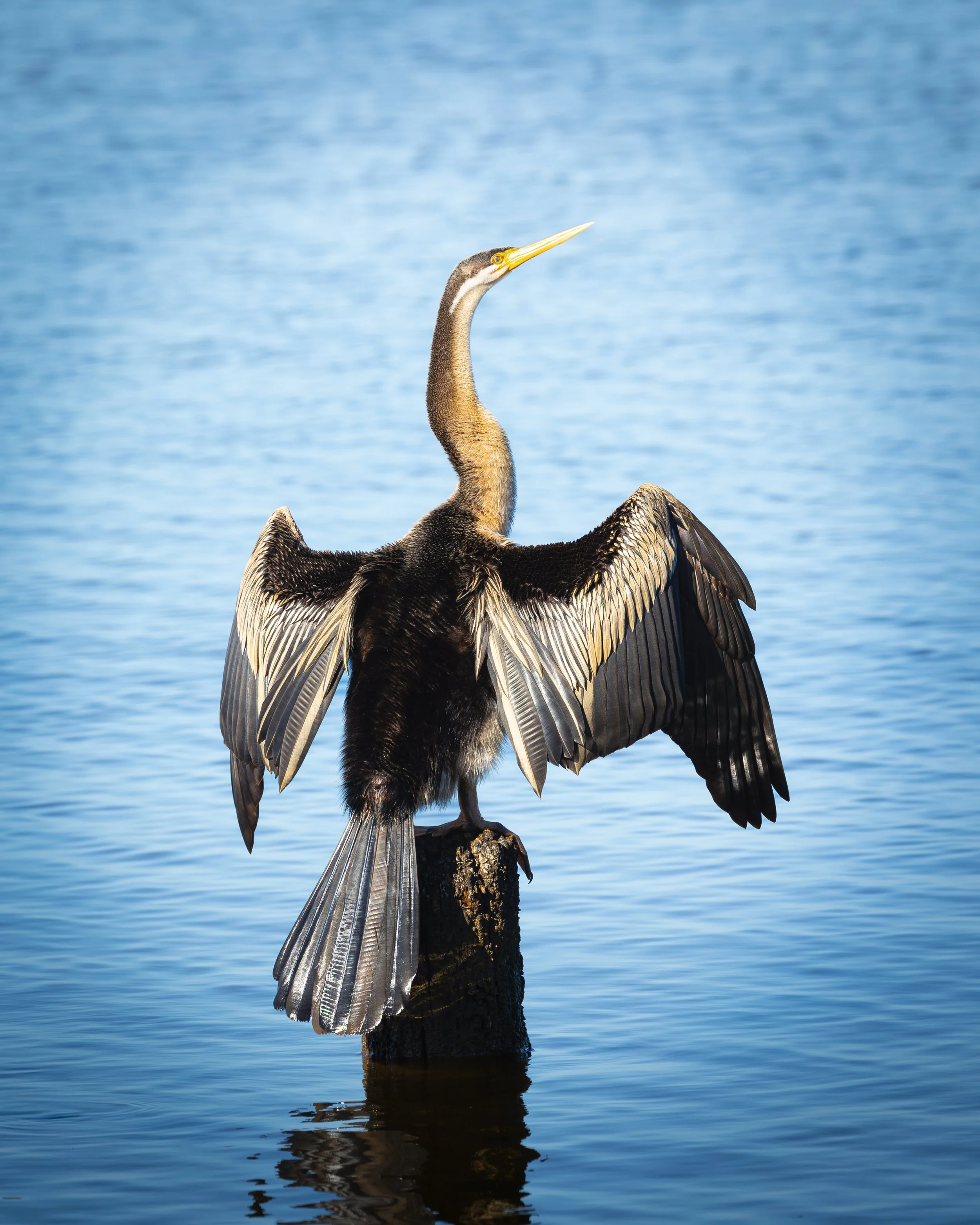 Australian Darter 002