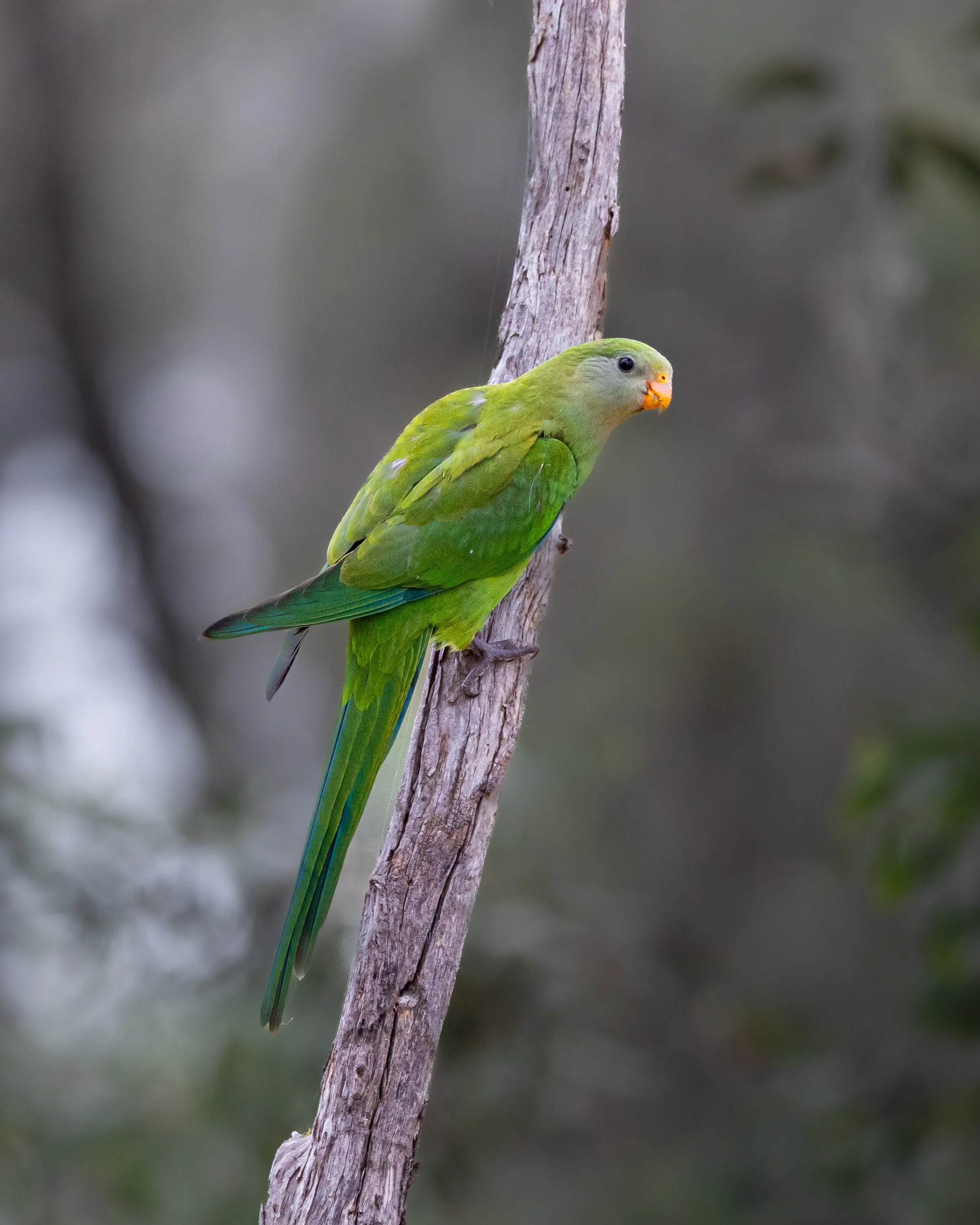 Superb Parrot 002