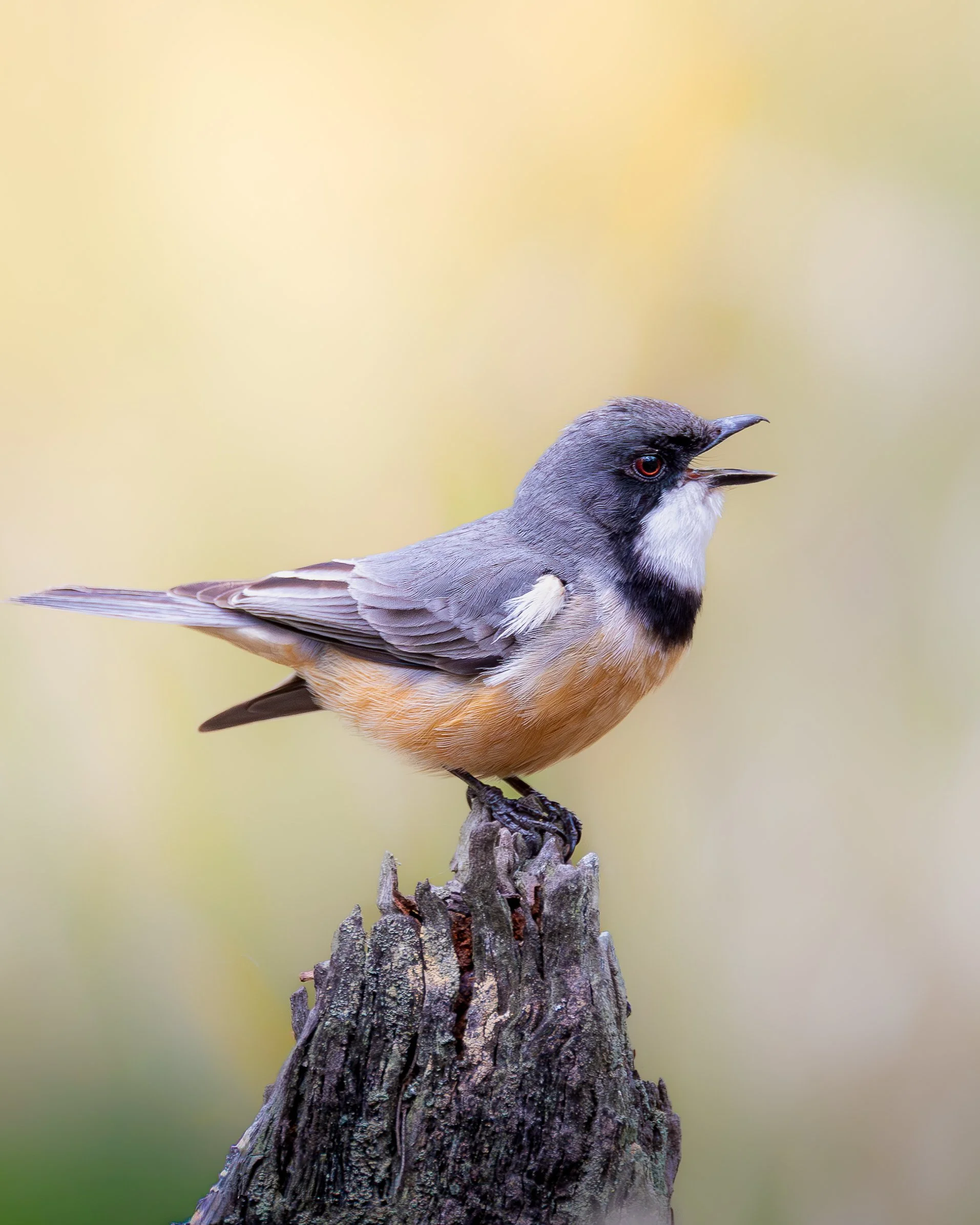 Rufous Whistler 002