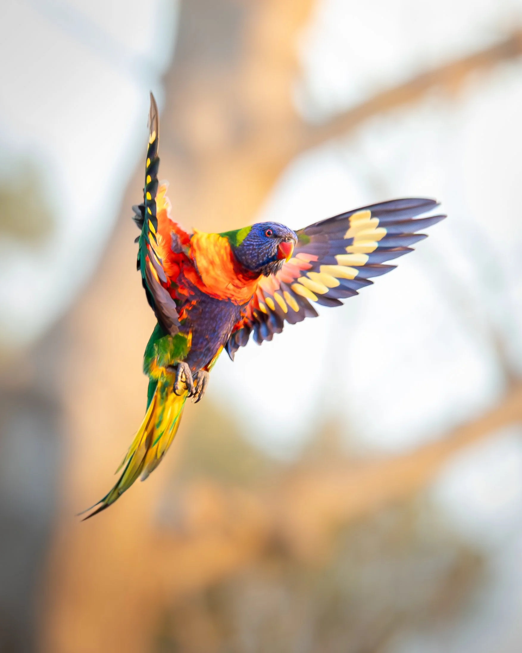Rainbow Lorikeet 003