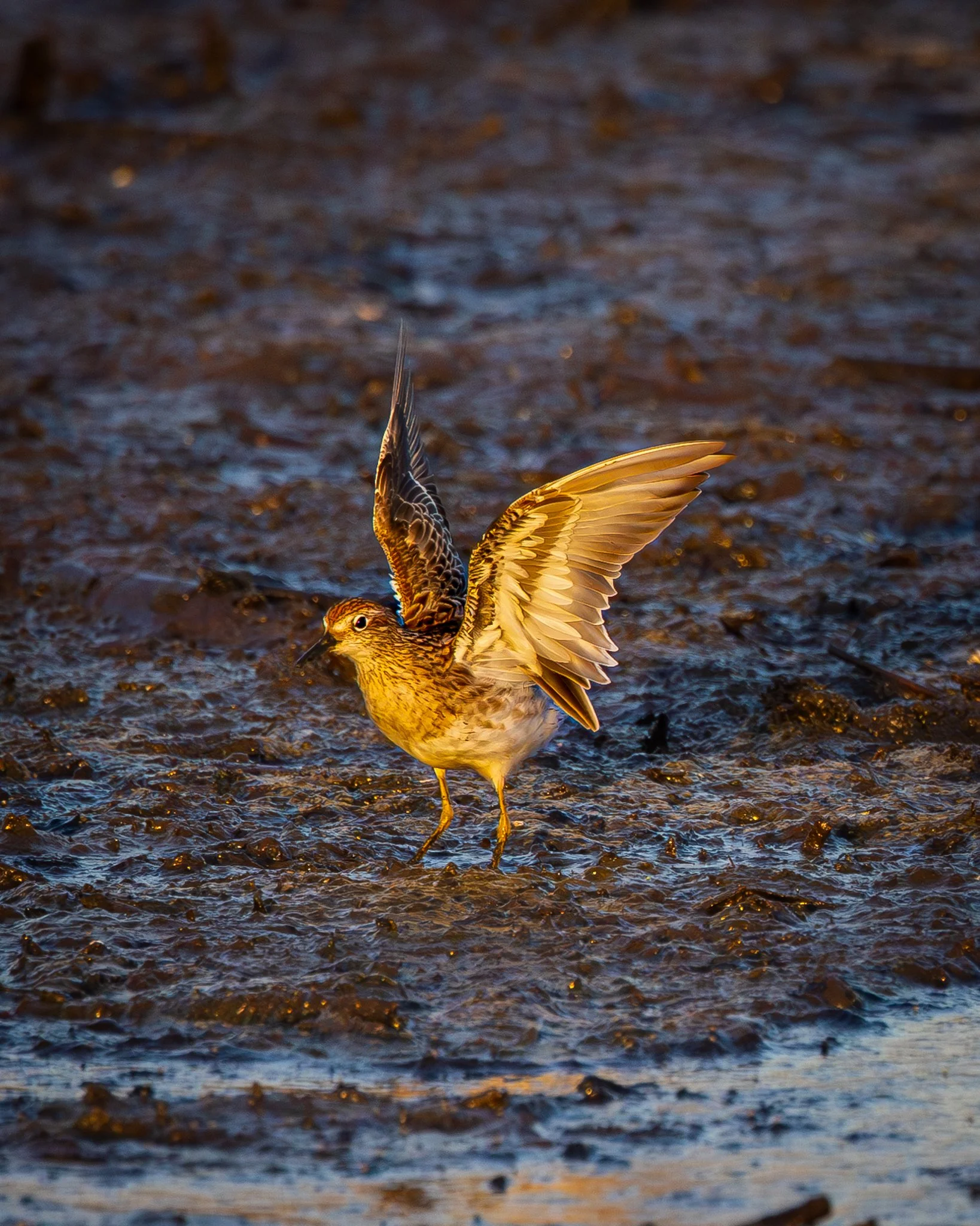 Sharp-tailed Sandpiper 001