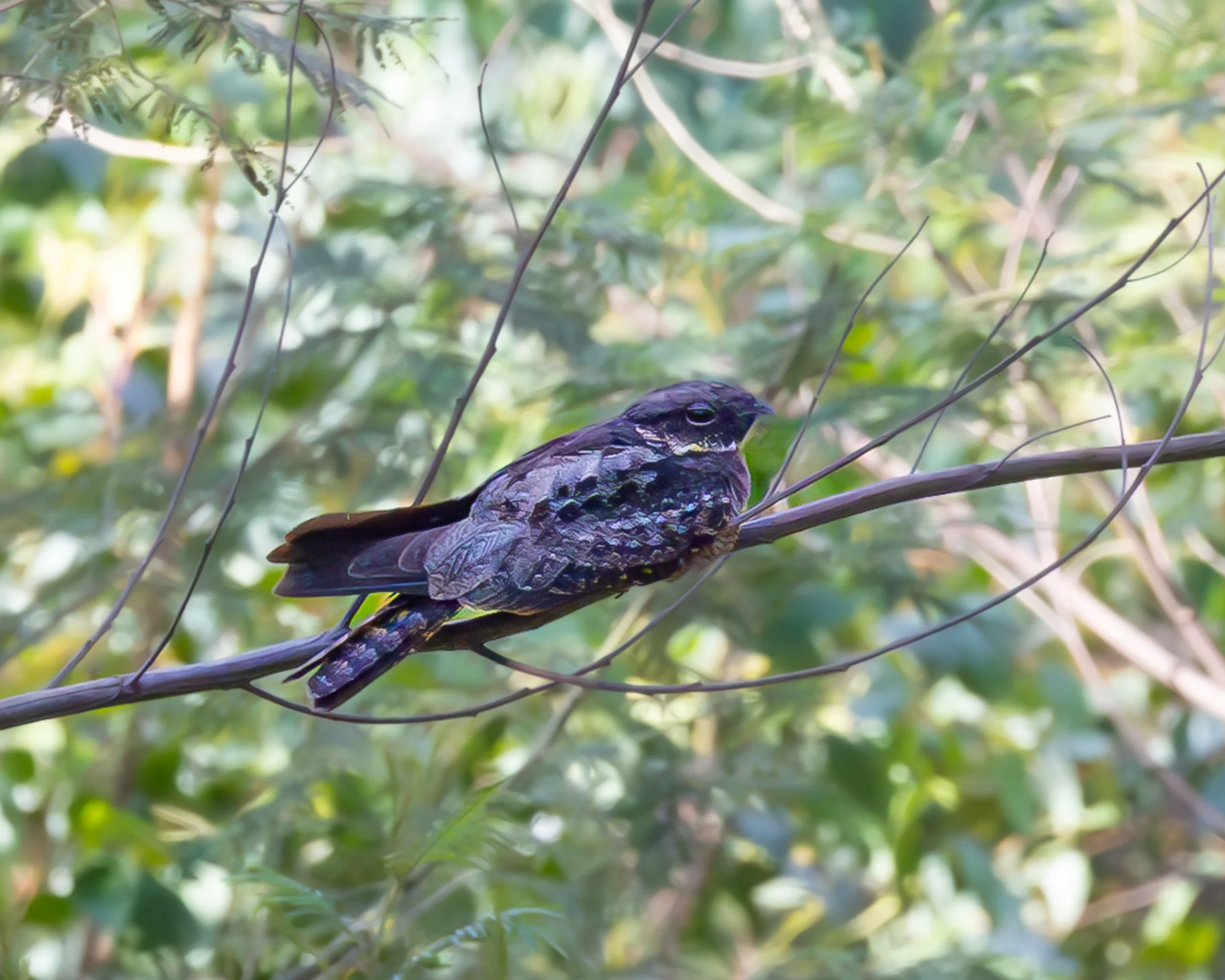 White-throated Nightjar 001