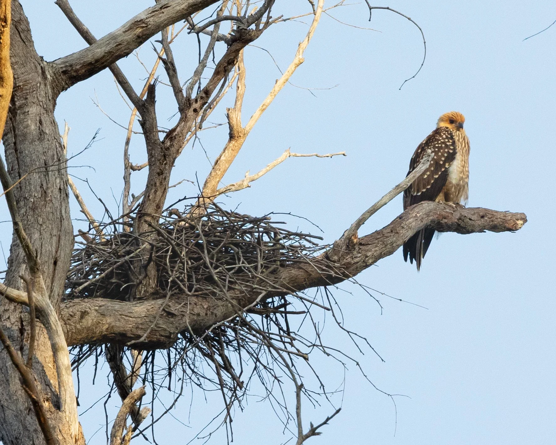 Whistling Kite (Haliastur sphenurus) BW 091224.jpg